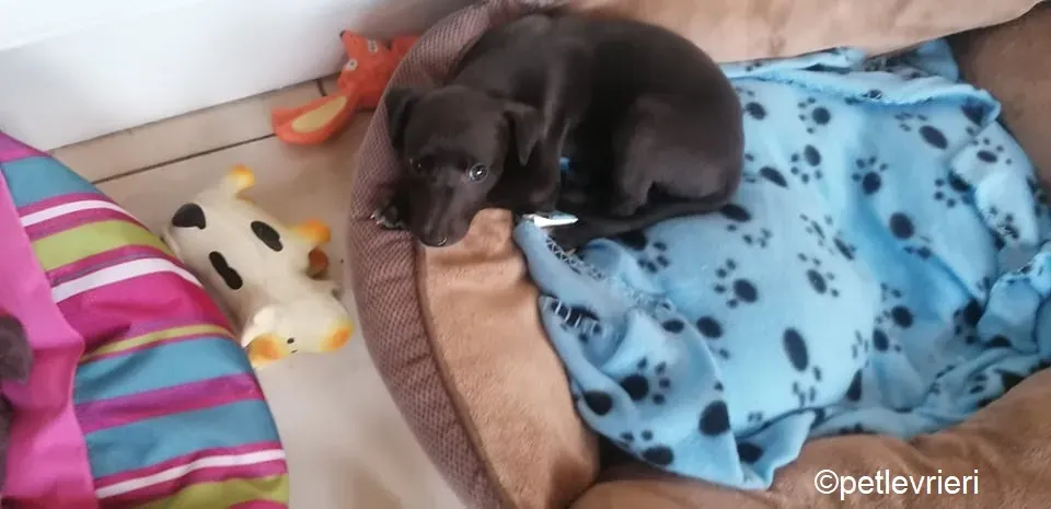 Mia adozione levrieri greyhound 3