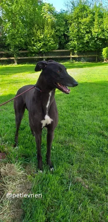 Michey adozione greyhound 1