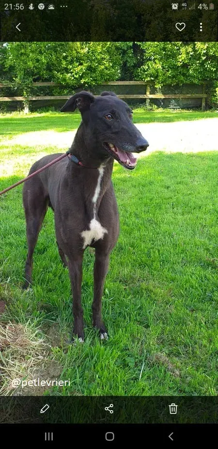 Michey adozione greyhound 2