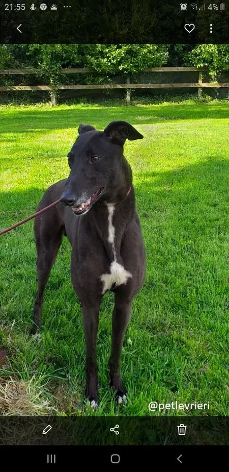 Michey adozione greyhound