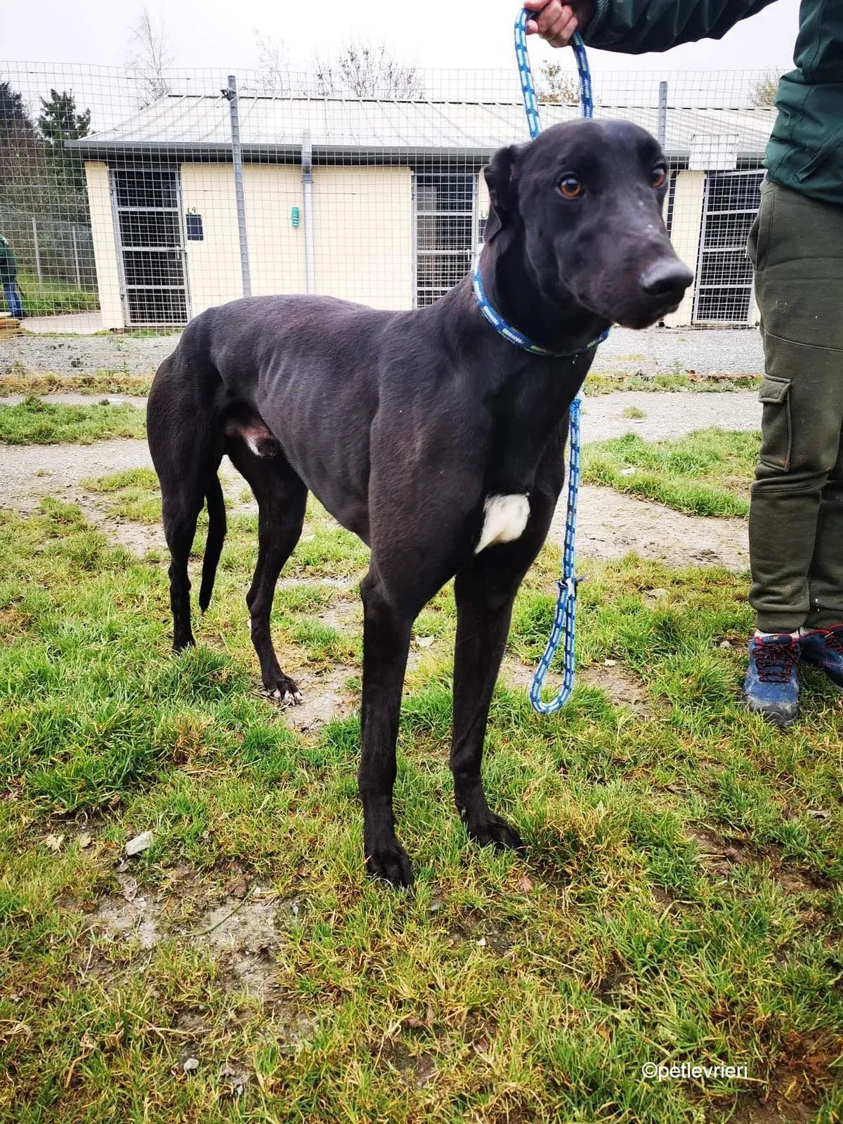 MickeyJo adozione levrieri greyhound 1