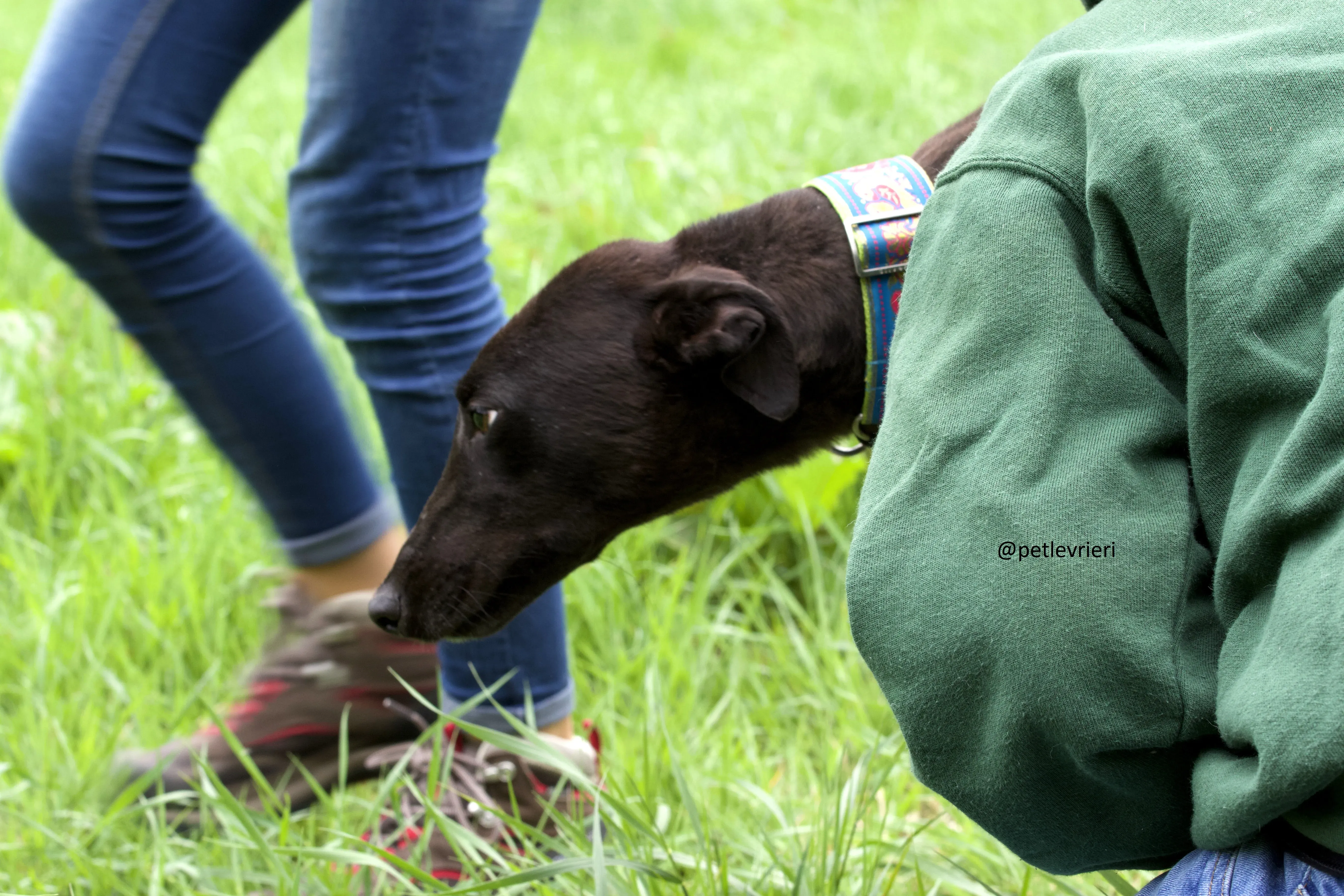 Mignon 1 Greyhound adozione levrieri