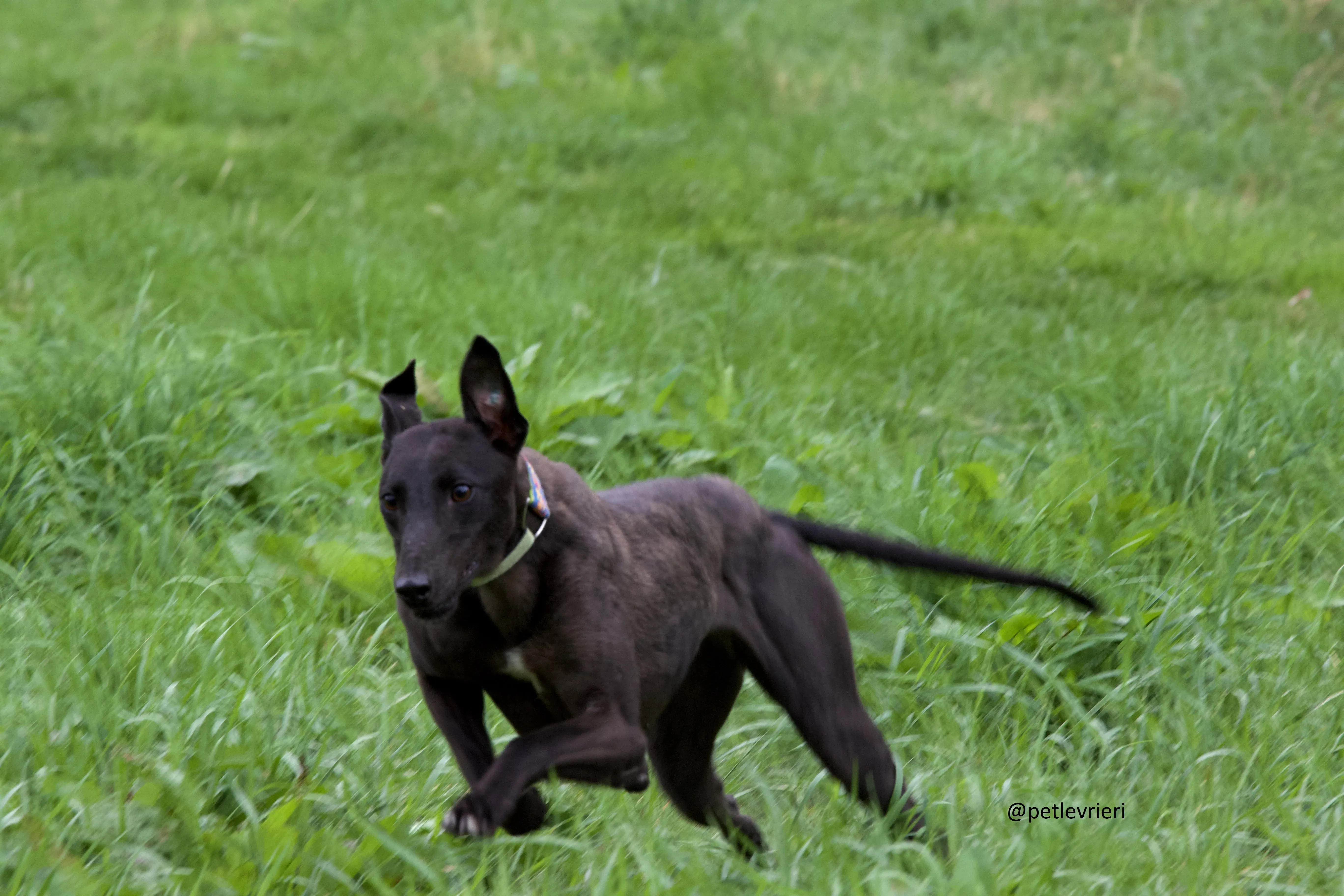 Mignon 2 Greyhound adozione levrieri