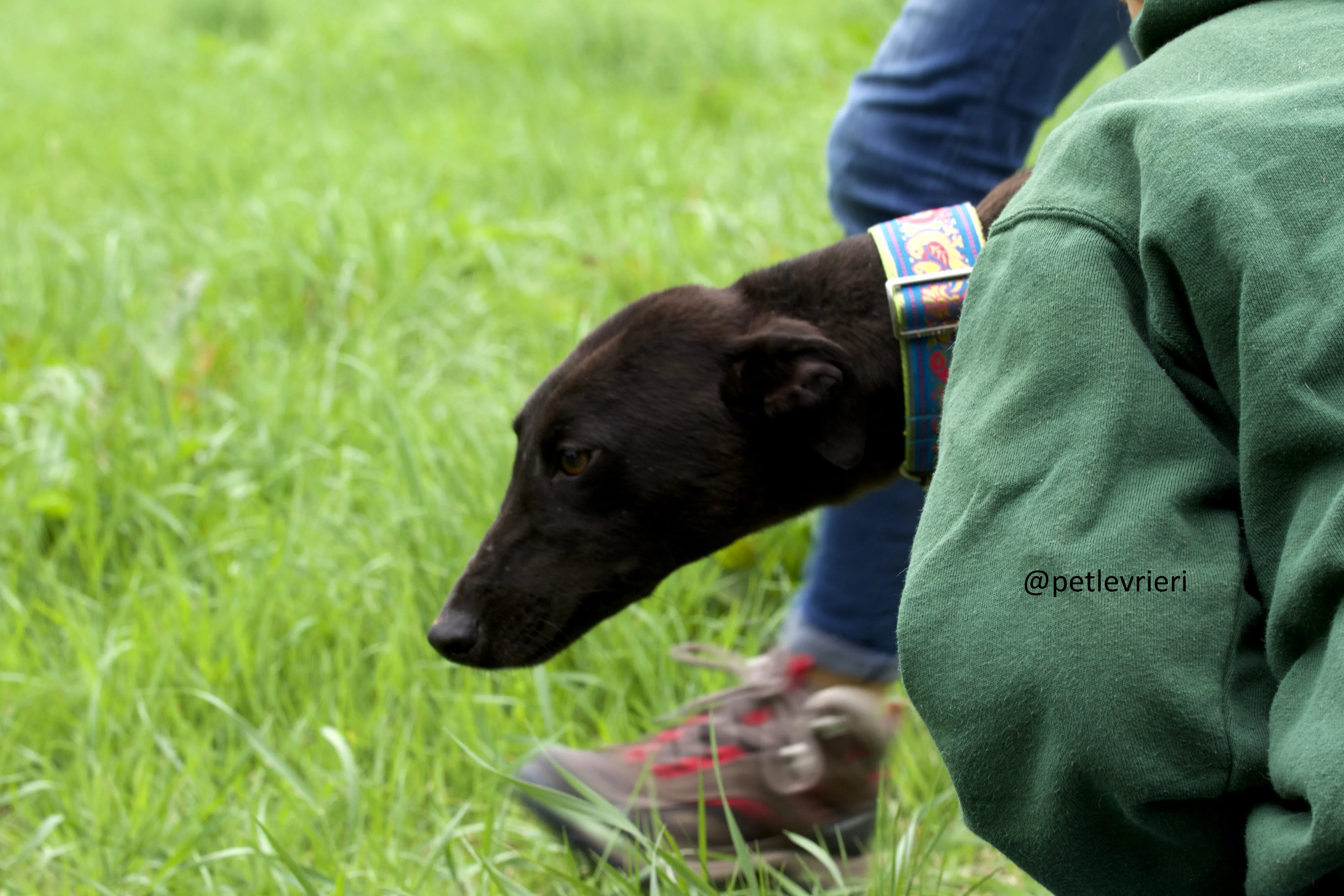 Mignon 3 Greyhound adozione levrieri