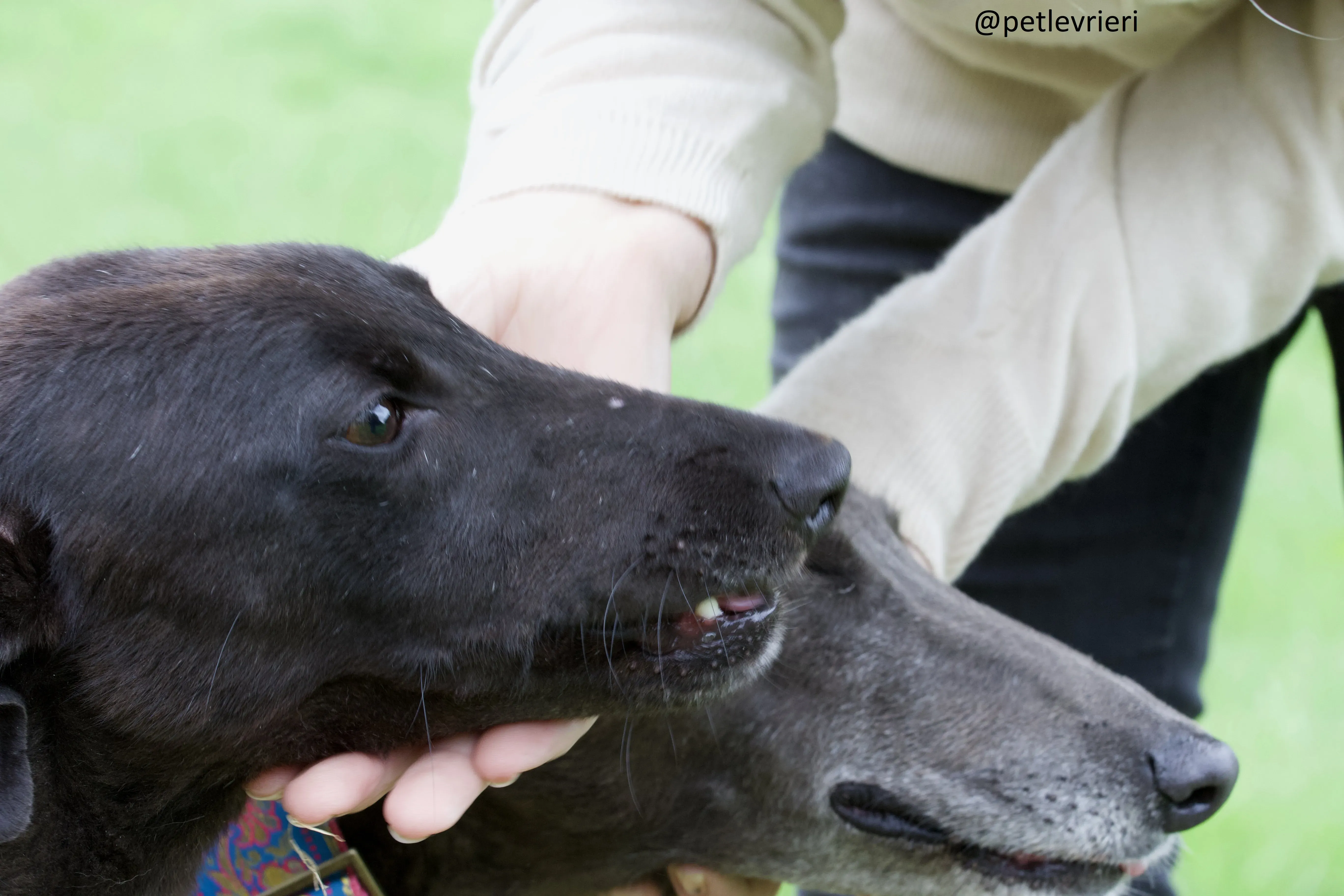 Mignon 4 Greyhound adozione levrieri