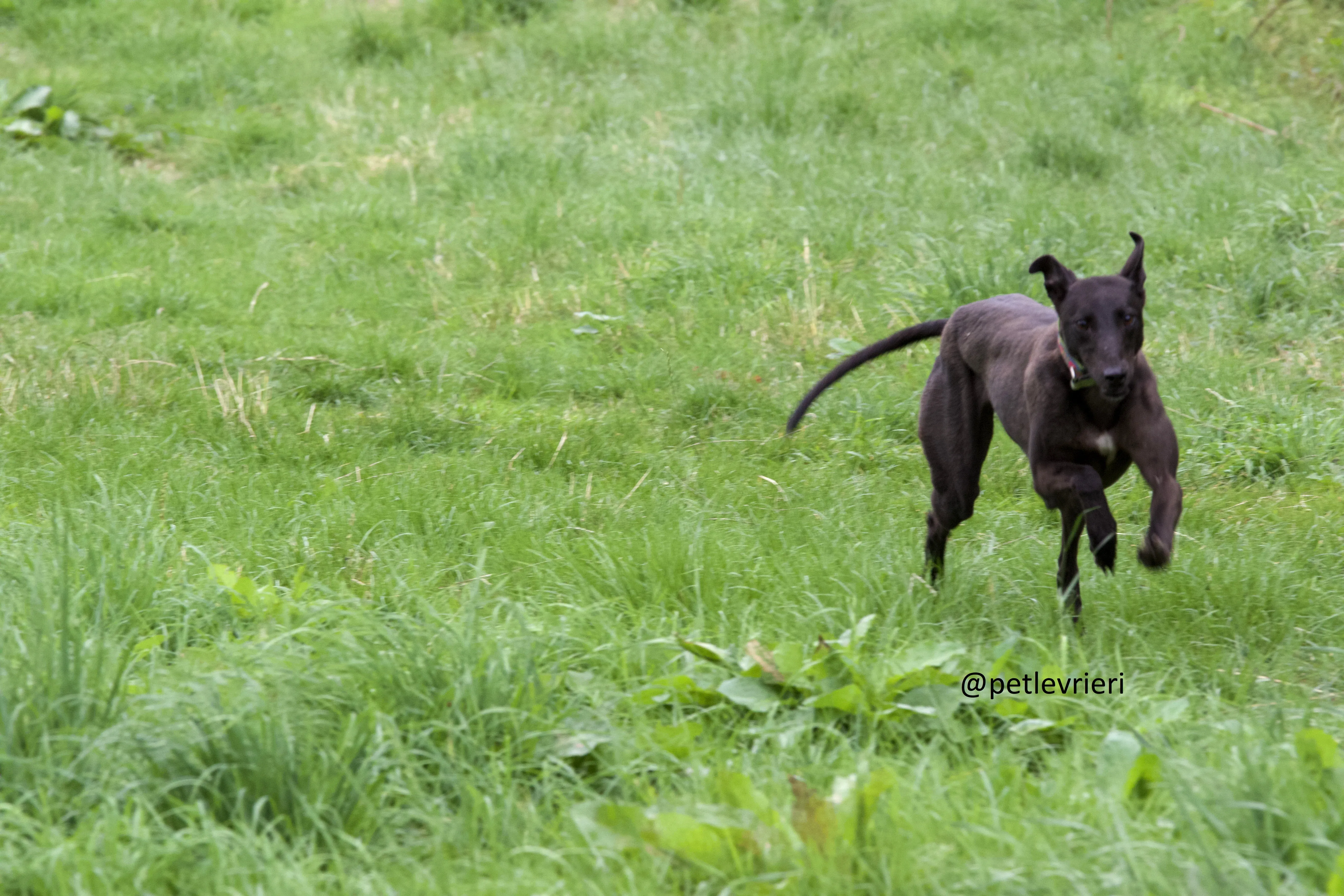 Mignon 5 Greyhound adozione levrieri
