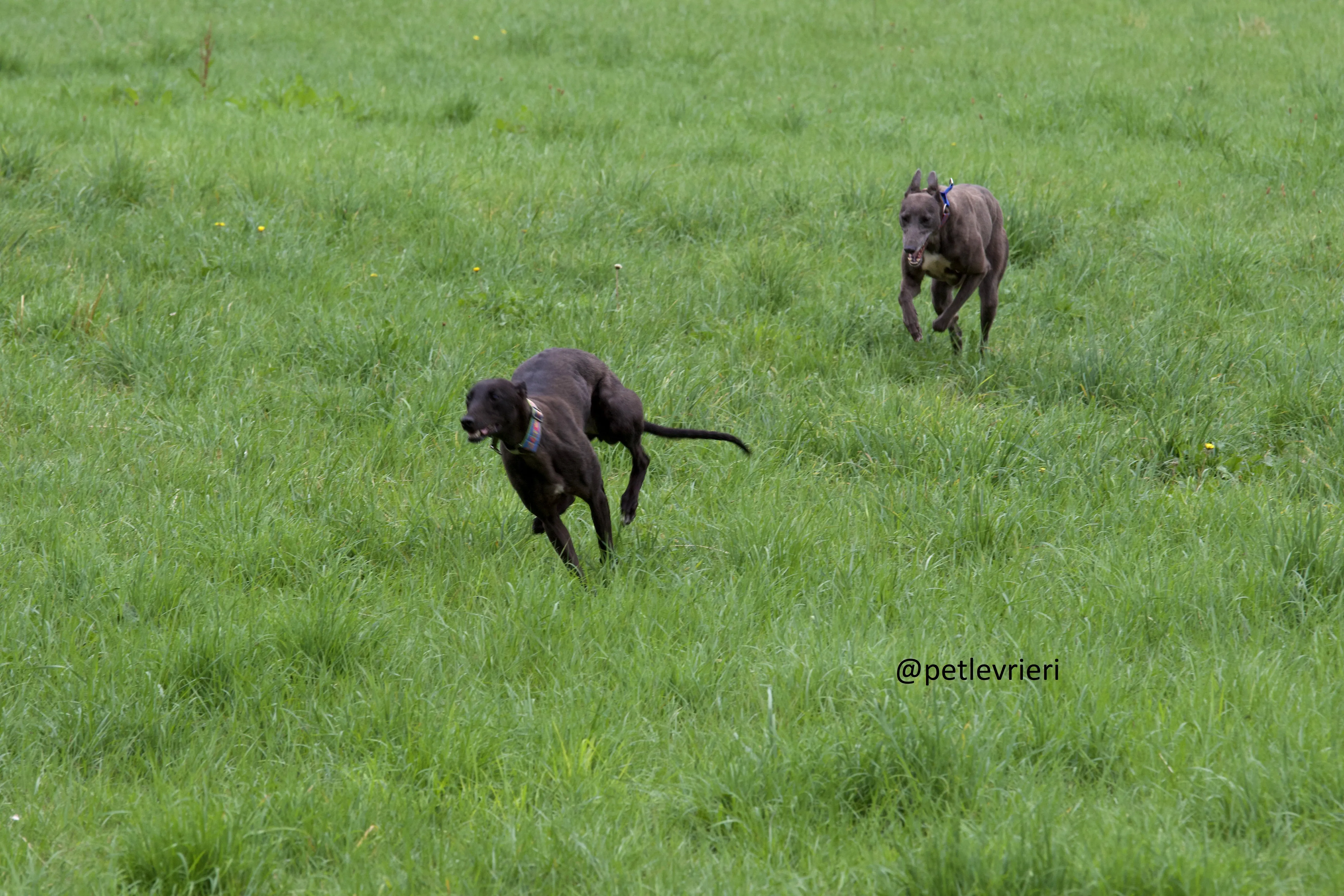 Mignon 6 Greyhound adozione levrieri