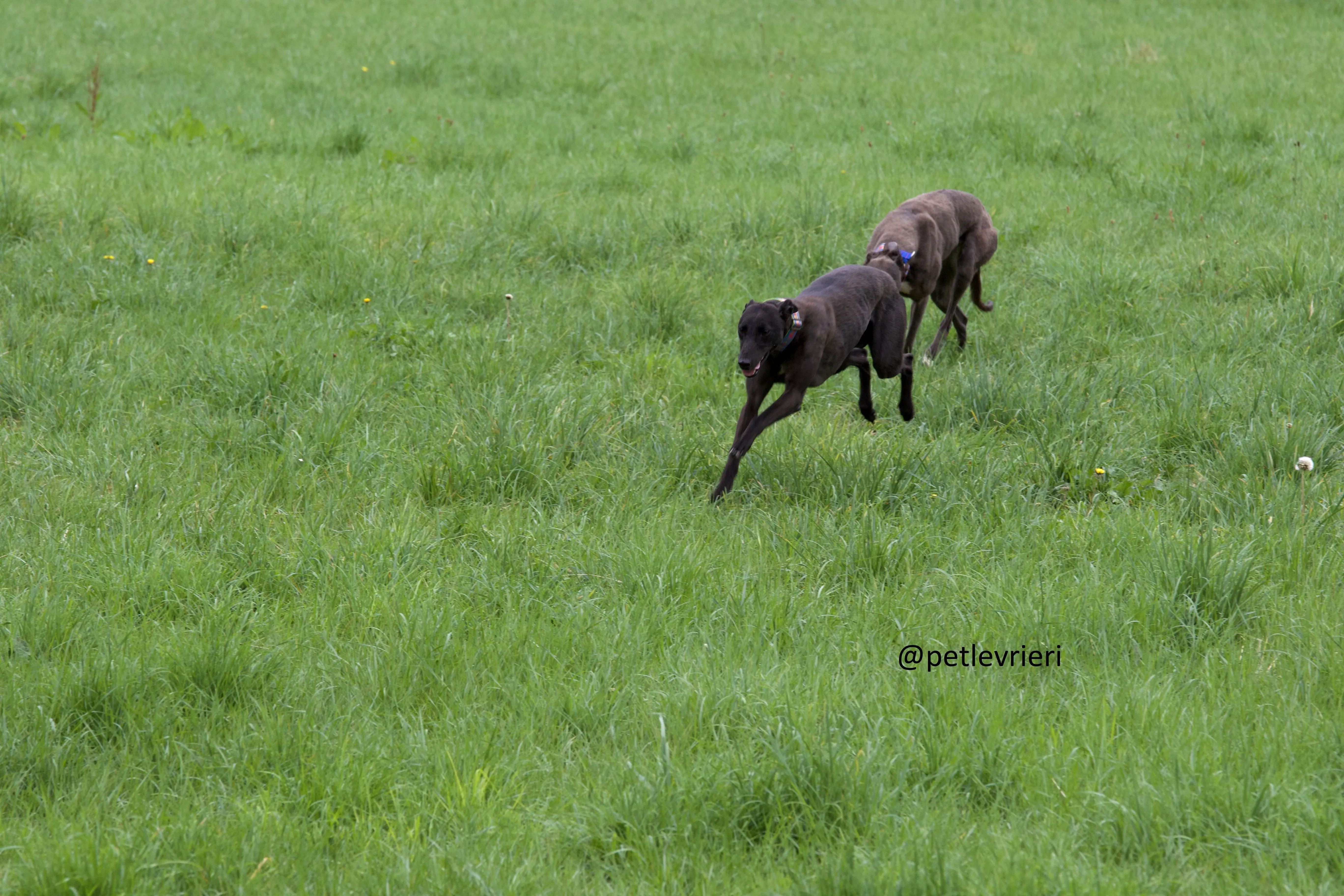 Mignon 7 Greyhound adozione levrieri