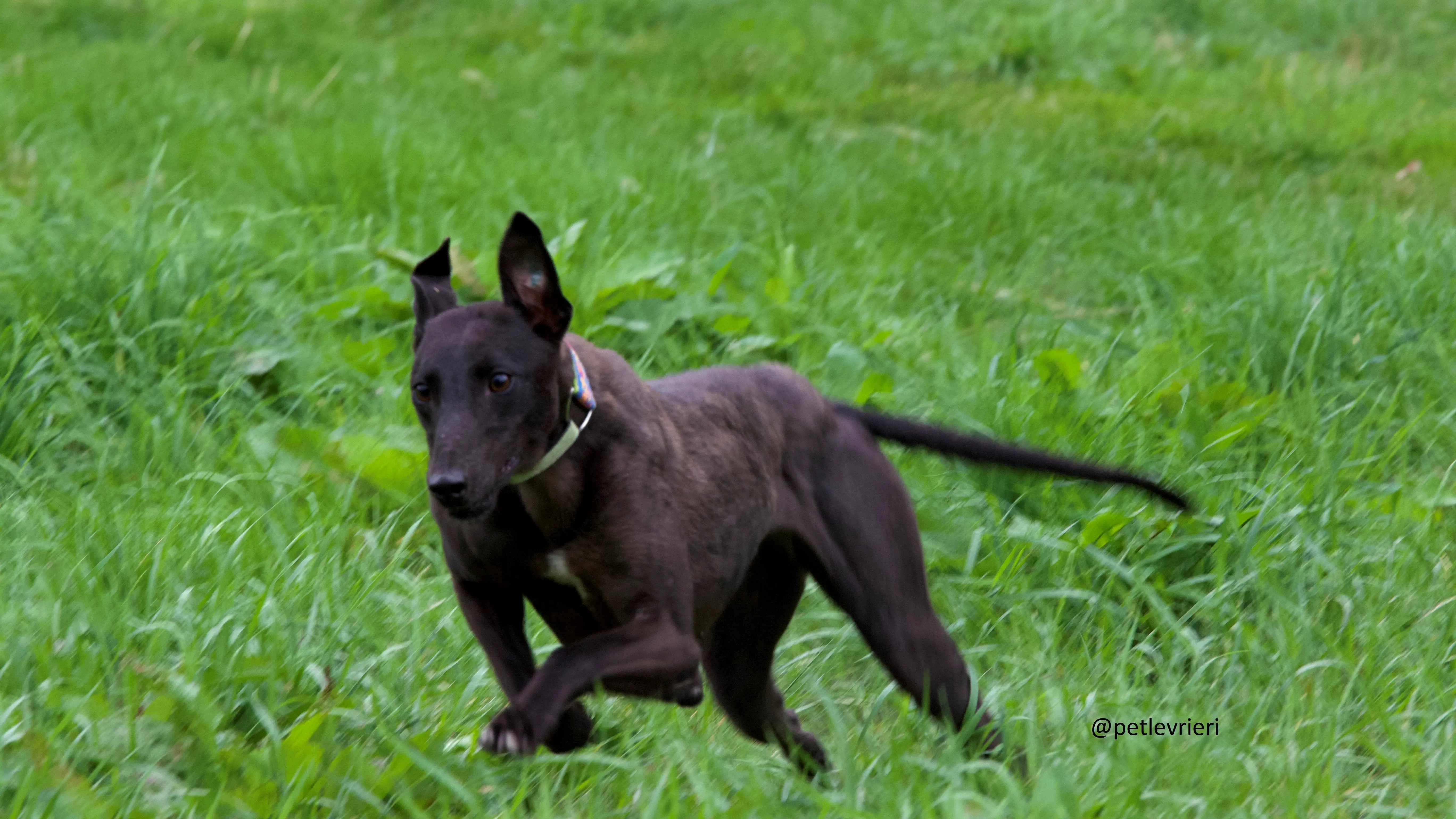 Mignon Greyhound adozione levrieri evidenza