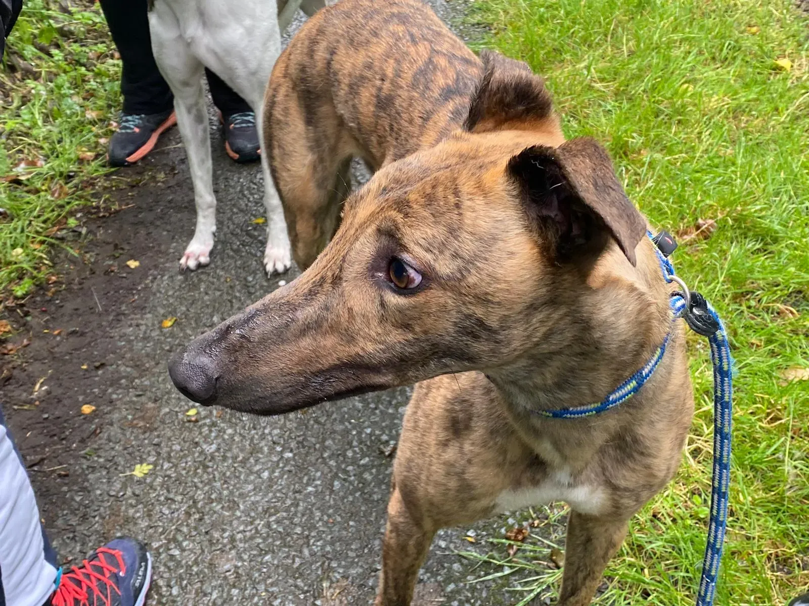 Mike Greyhound Adozione levrieri 1