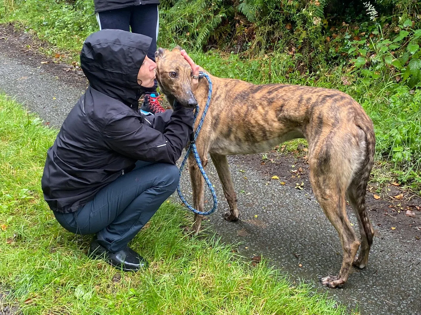 Mike Greyhound Adozione levrieri 2