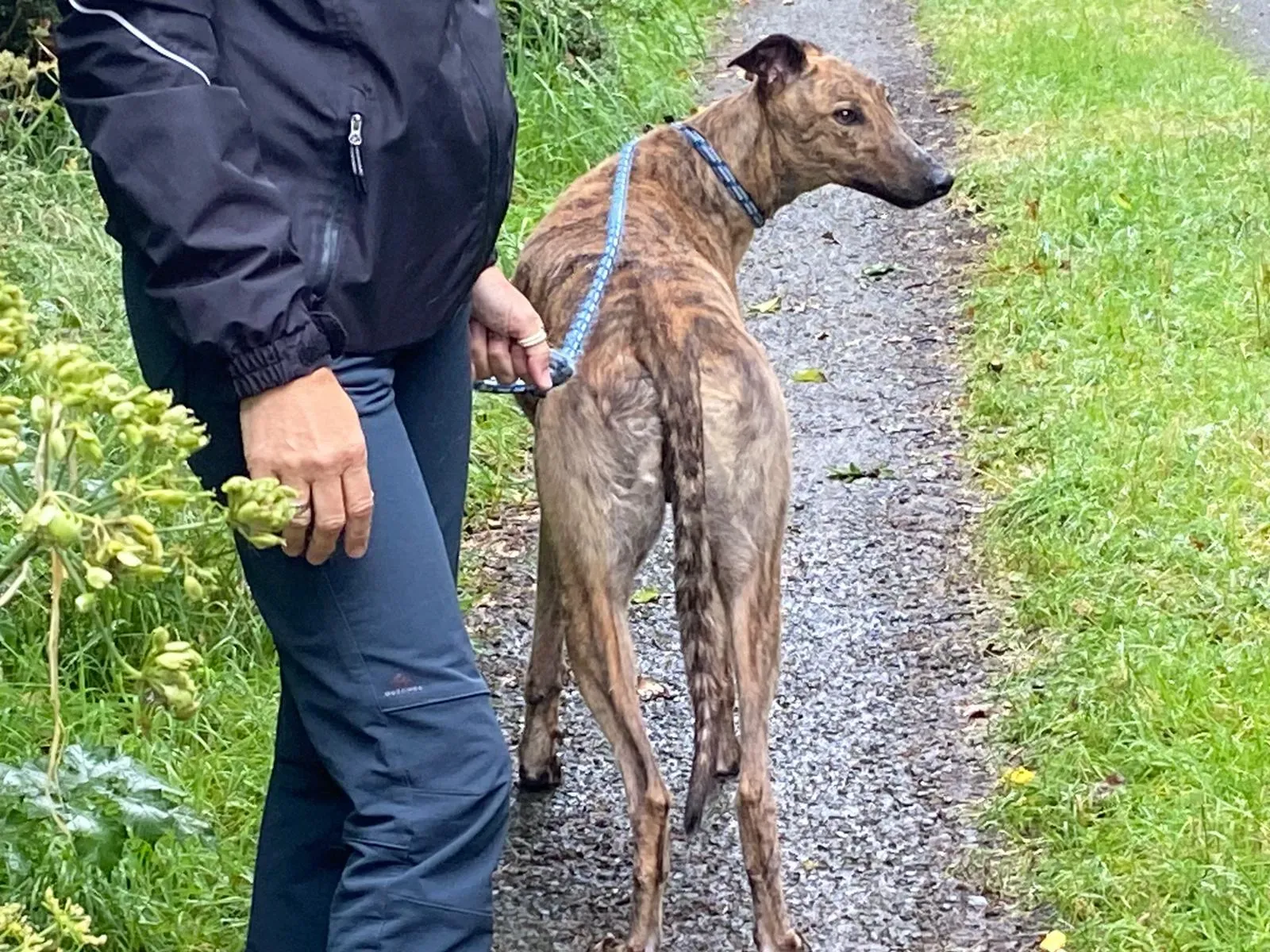 Mike Greyhound Adozione levrieri 3