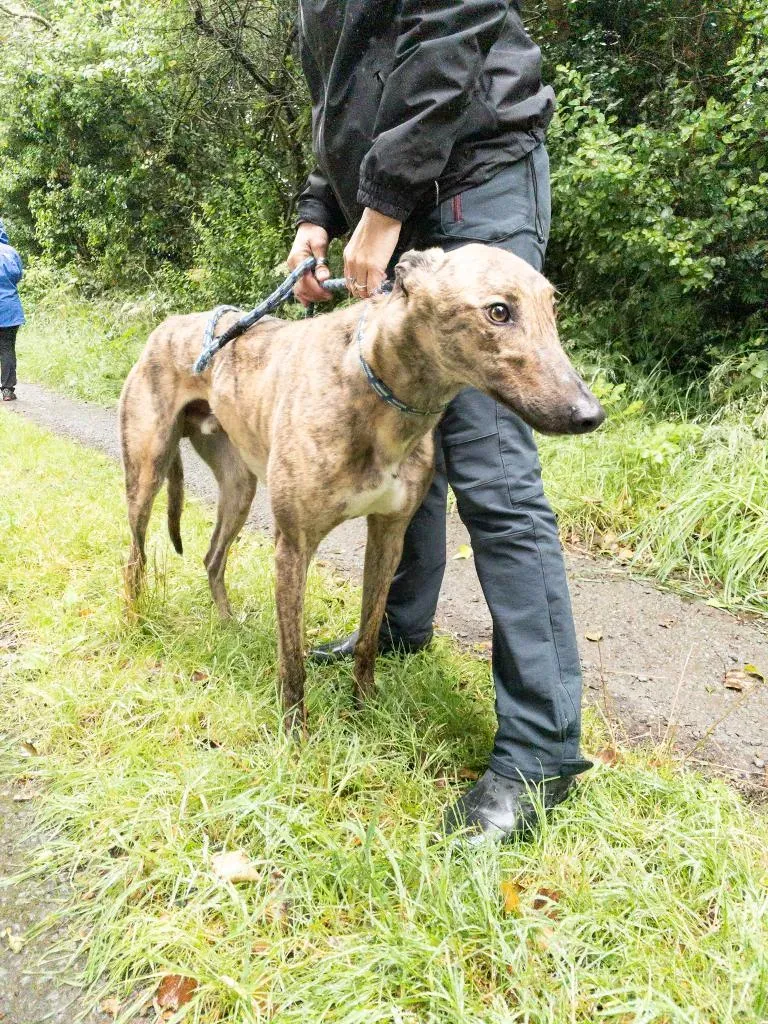 Mike Greyhound adozione levrieo