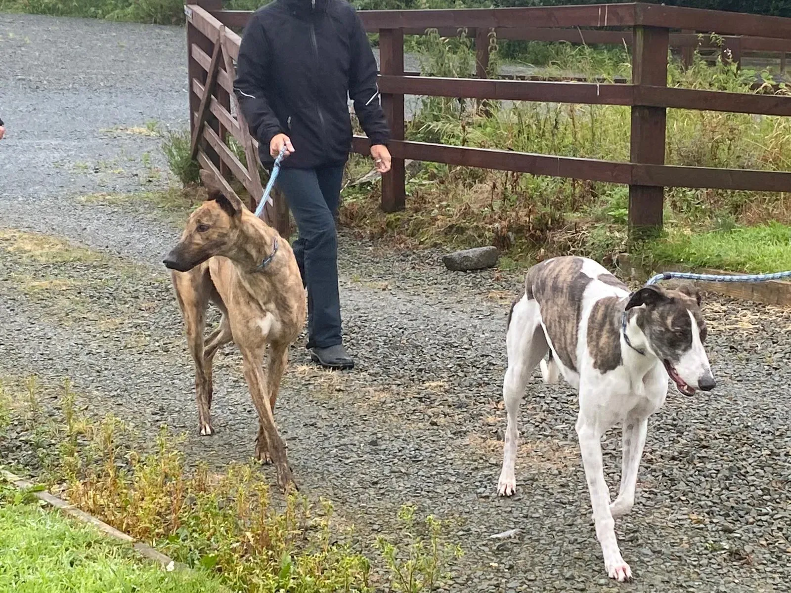 Mike e Callie adozione levrieri greyhound