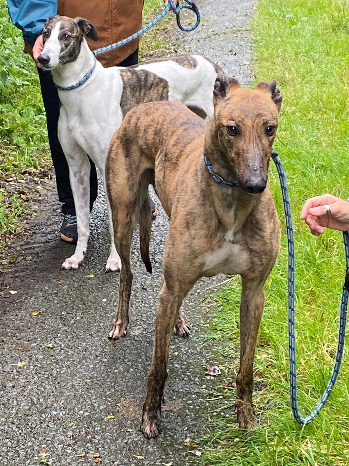 Mike e Callie greyhound adozione levriero