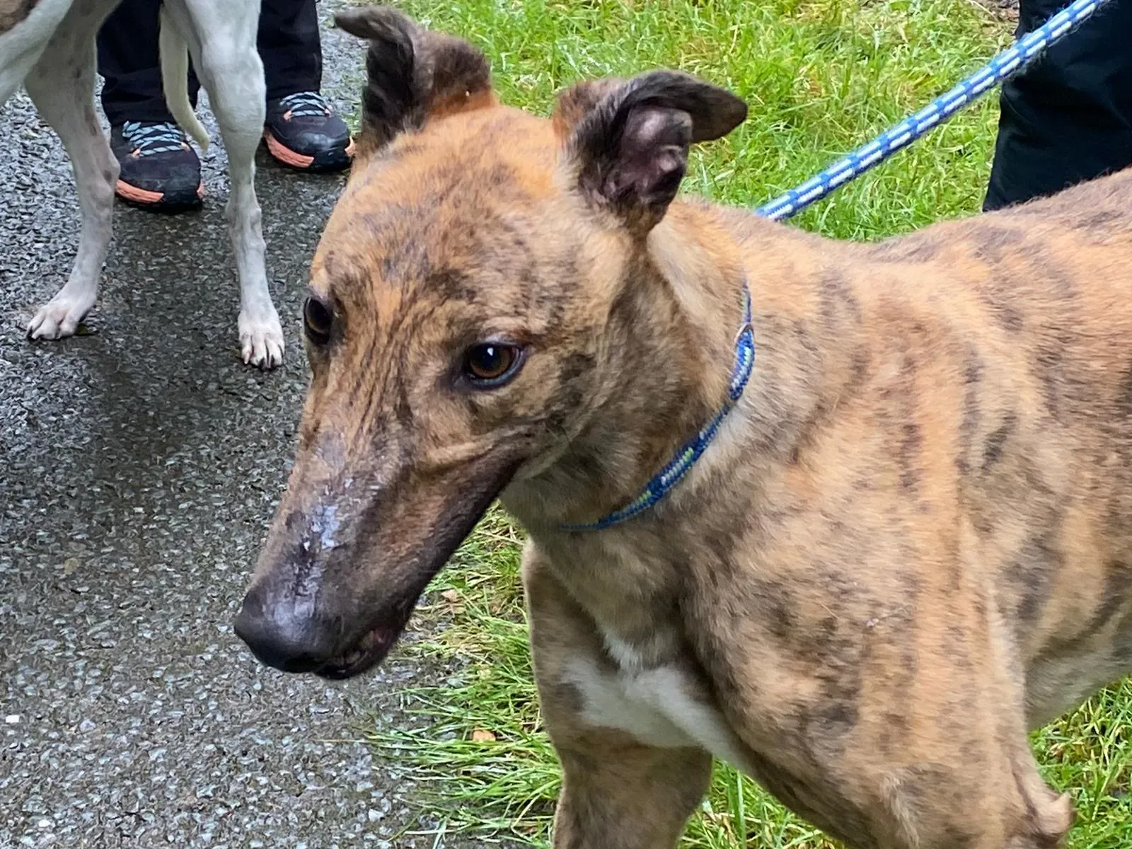 Mike greyhound adozione levrieri 1 1