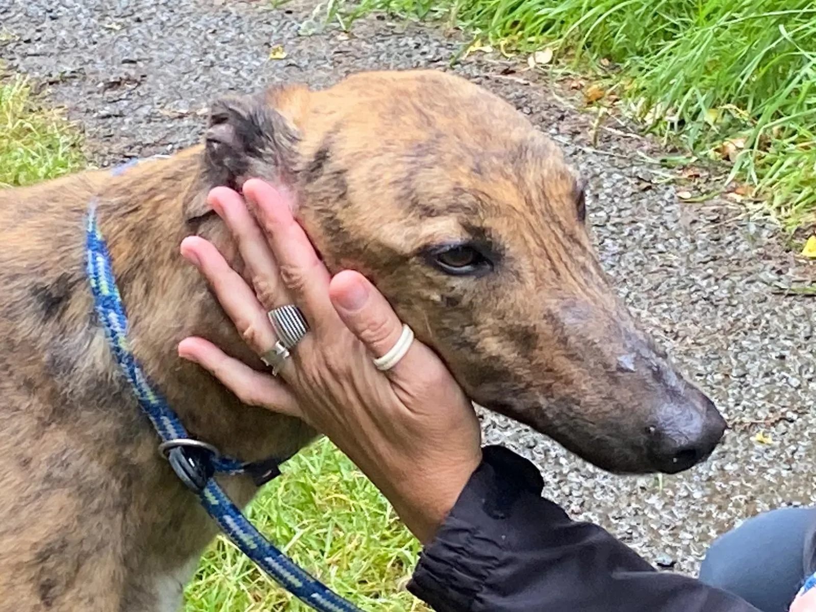 Mike greyhound adozione levrieri 2 1