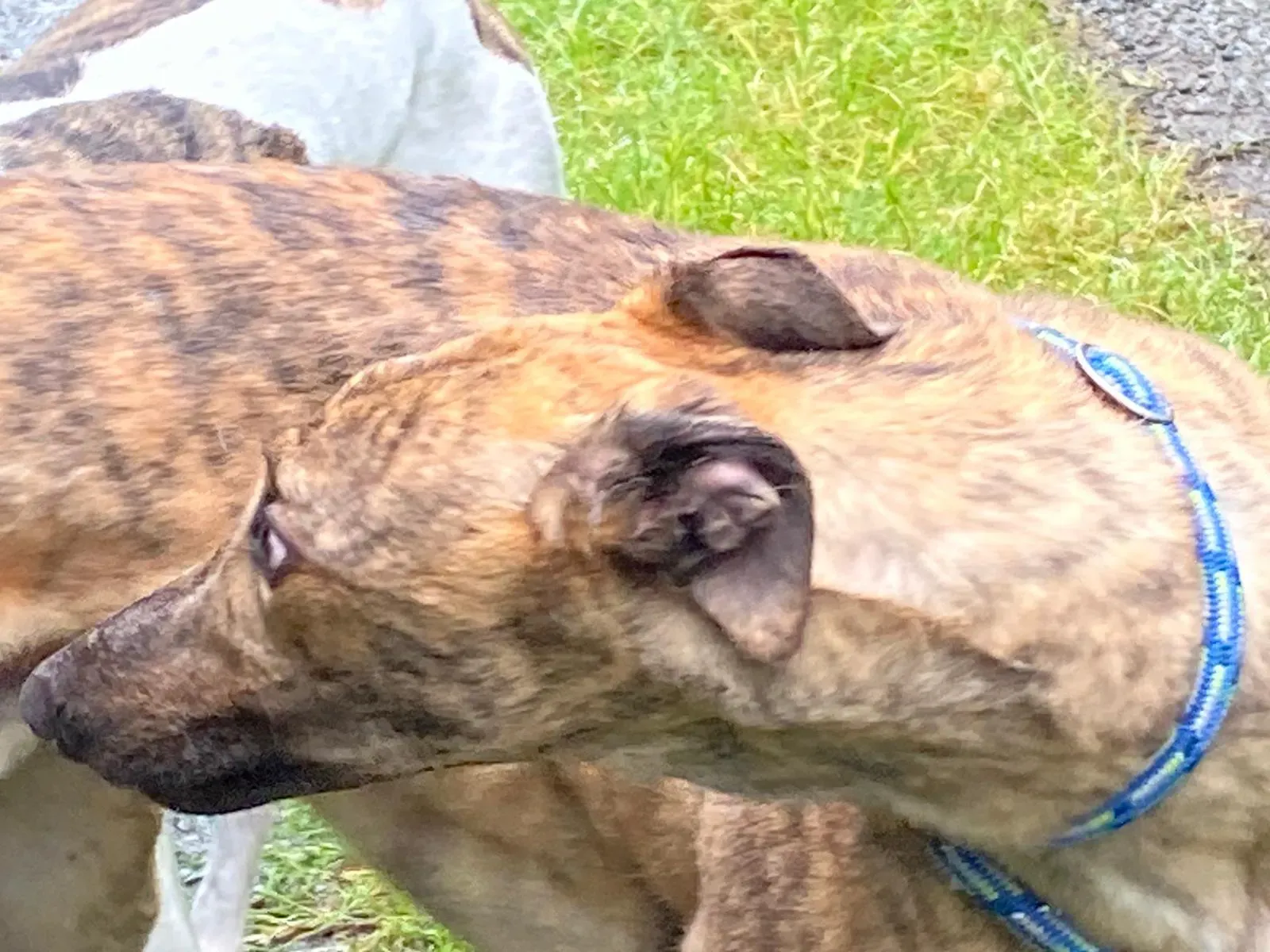 Mike greyhound adozione levrieri 3 1