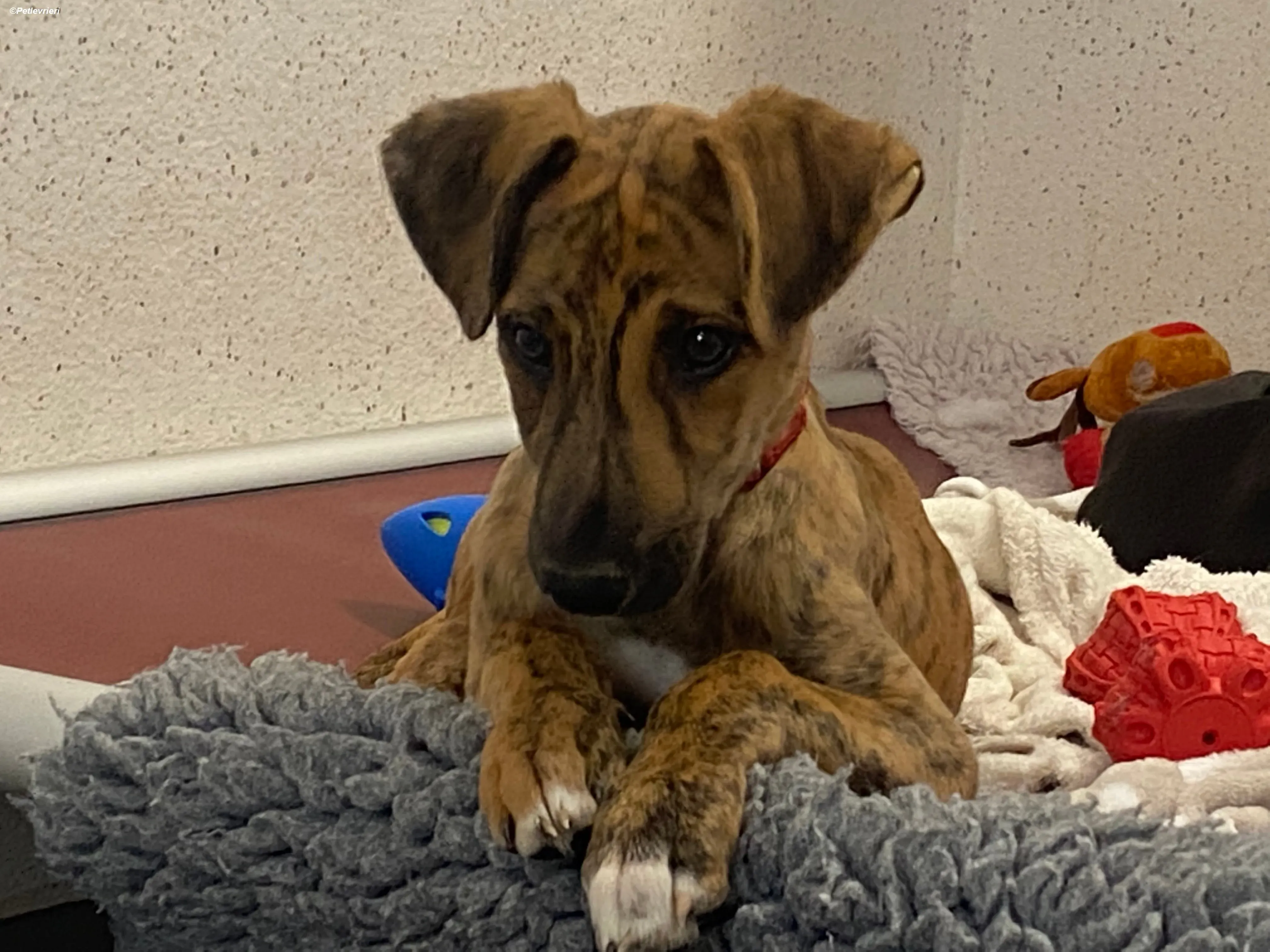 Mikey adozione levrieri greyhound 10