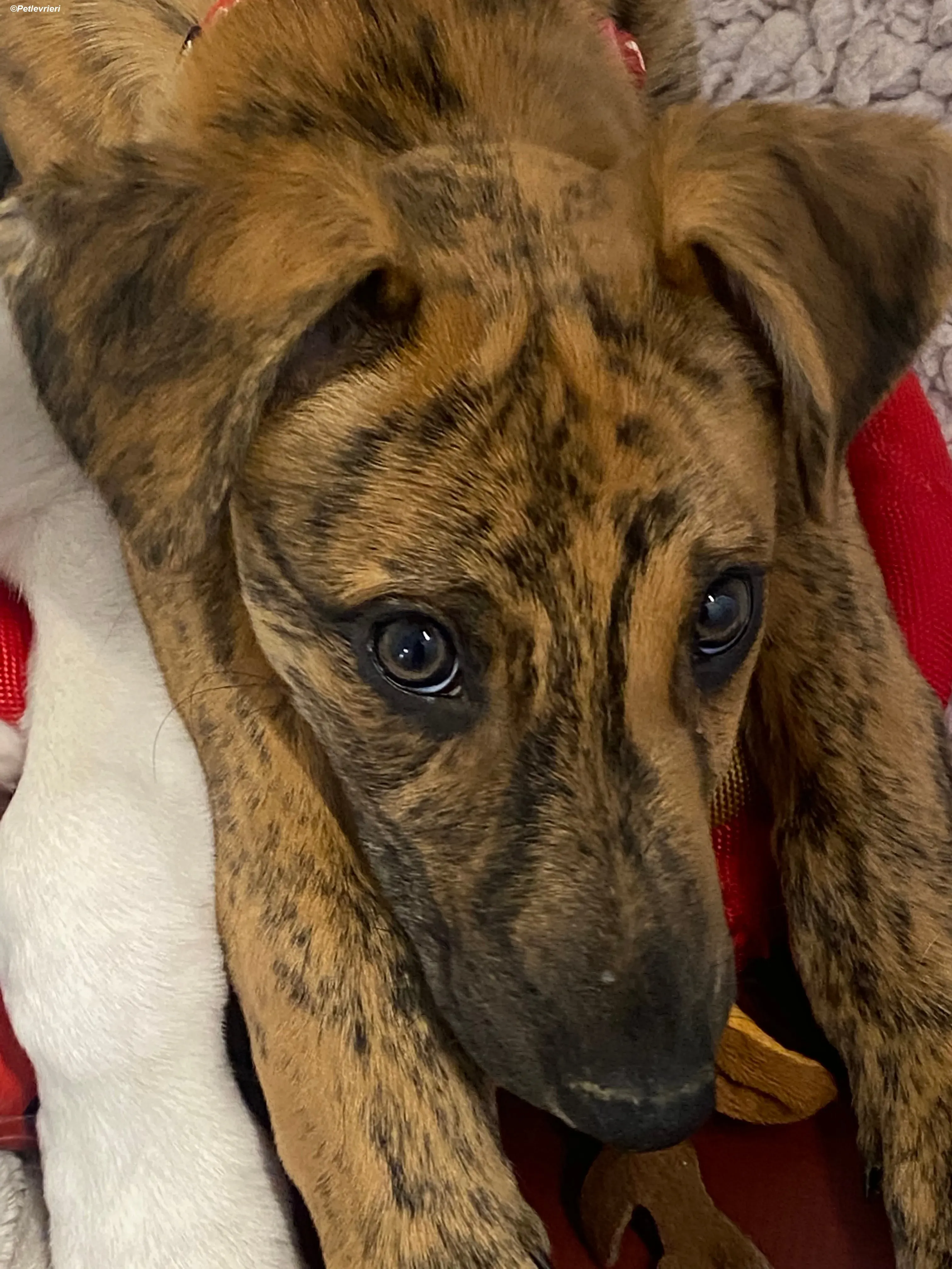 Mikey adozione levrieri greyhound 11