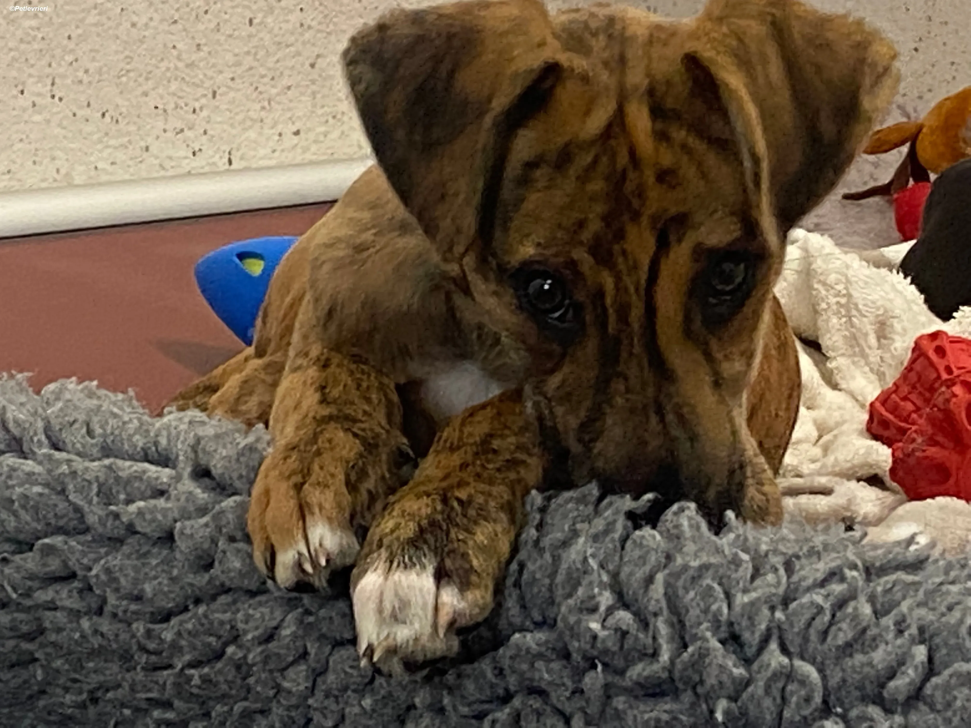 Mikey adozione levrieri greyhound 12