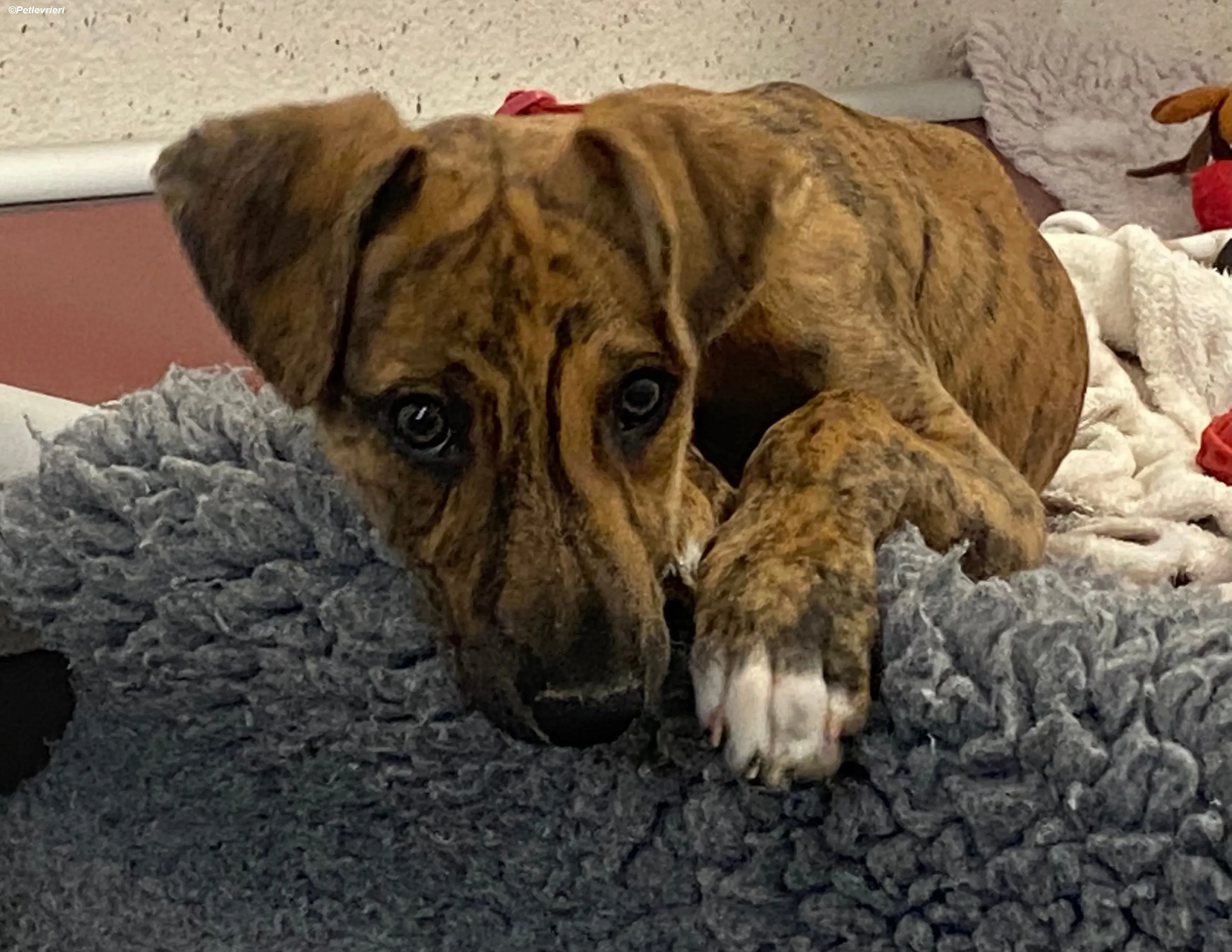 Mikey adozione levrieri greyhound 13