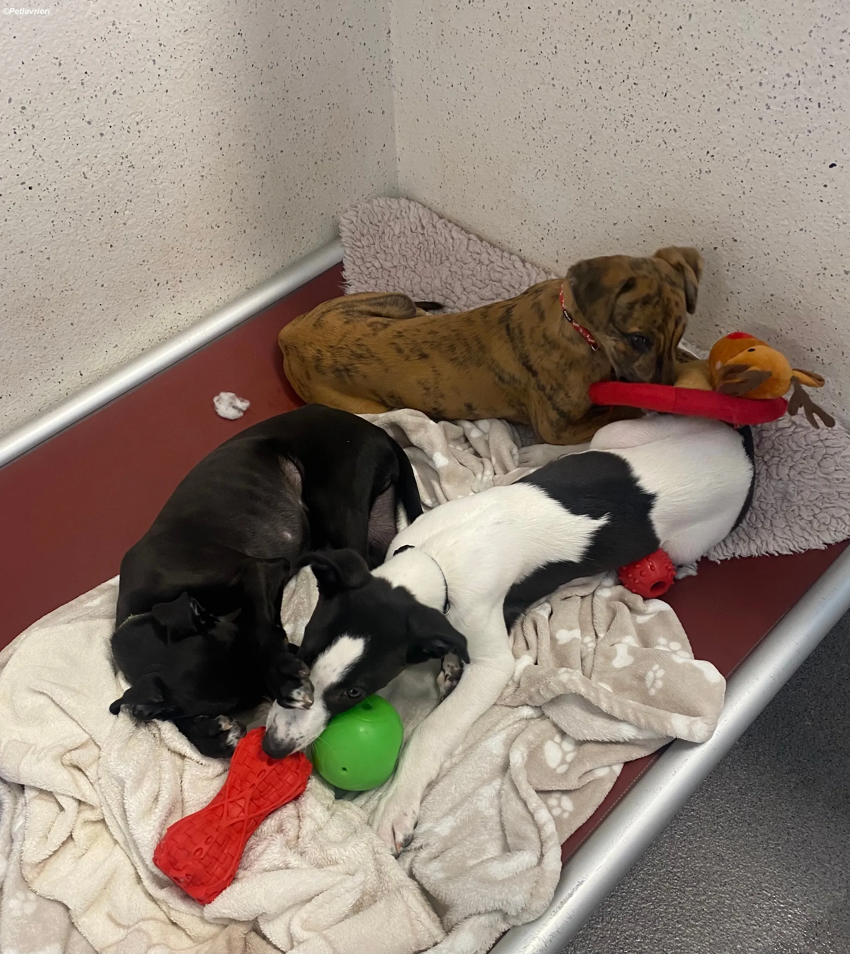 Mikey adozione levrieri greyhound 14