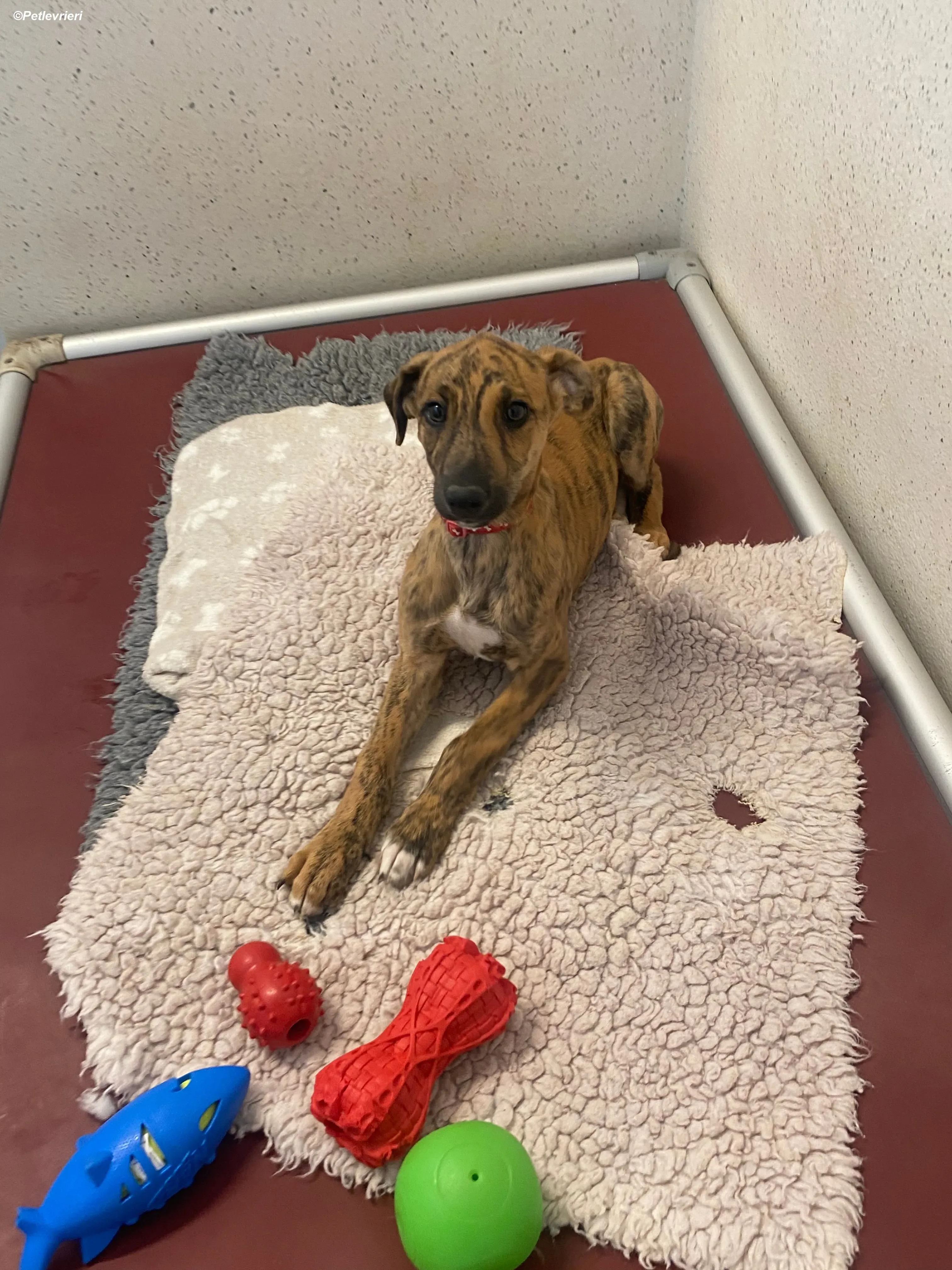 Mikey adozione levrieri greyhound 16