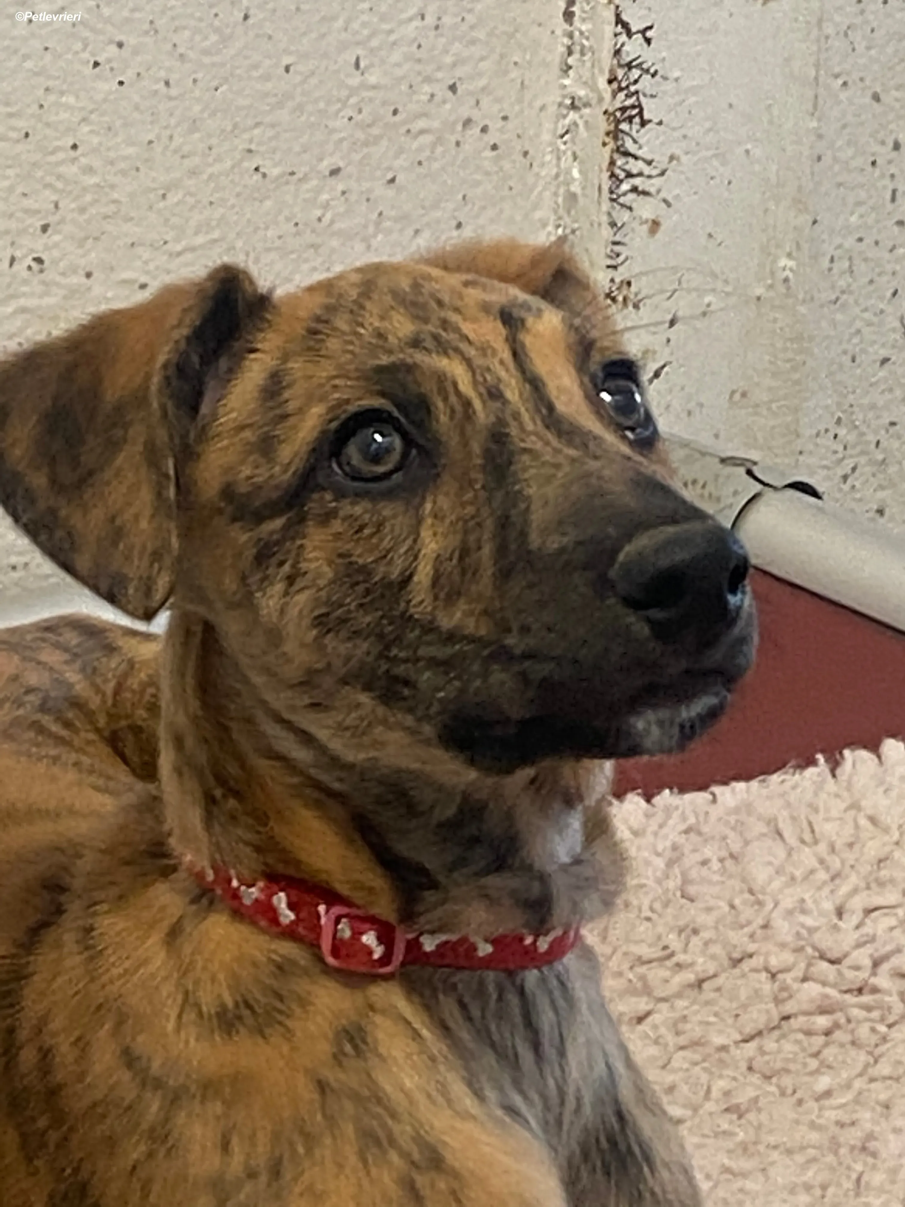 Mikey adozione levrieri greyhound 17