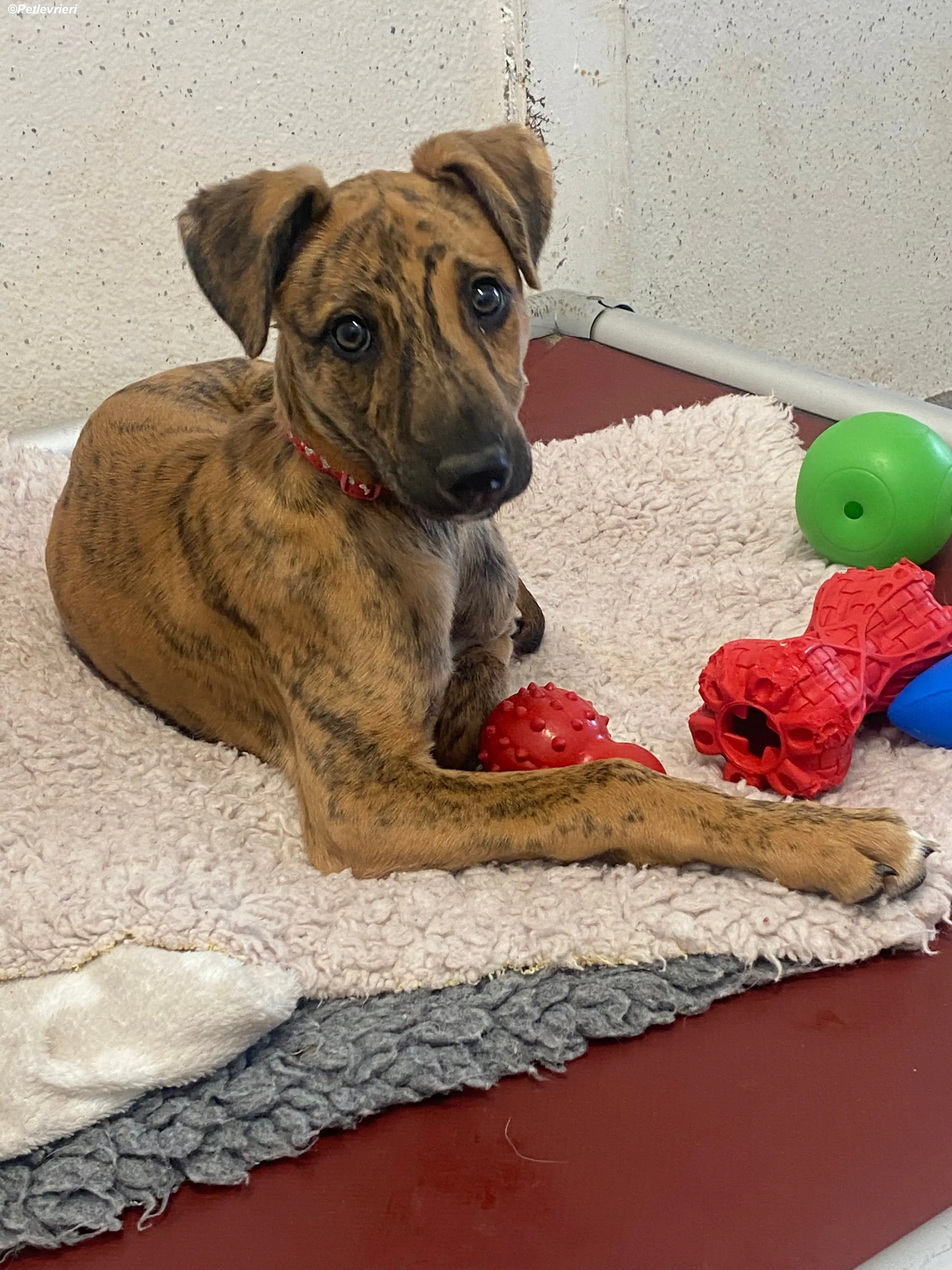 Mikey adozione levrieri greyhound 18