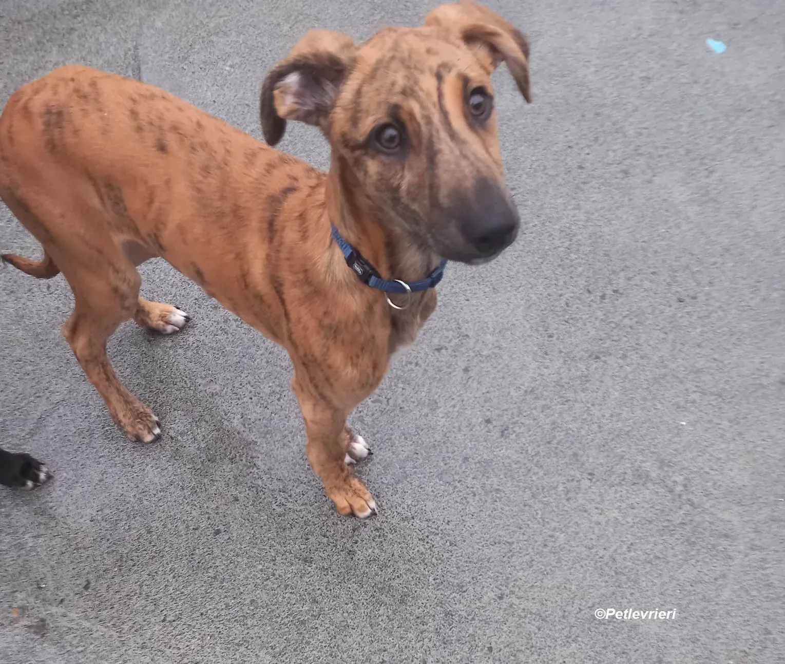 Mikey adozione levrieri greyhound 19