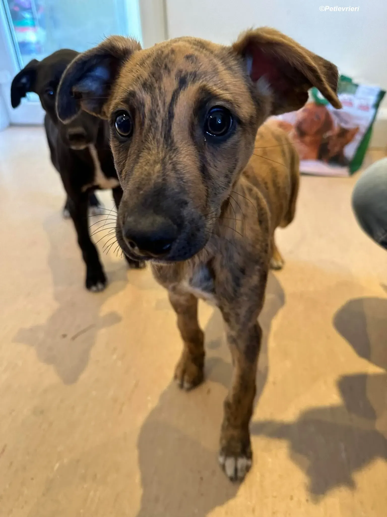 Mikey adozione levrieri greyhound 2