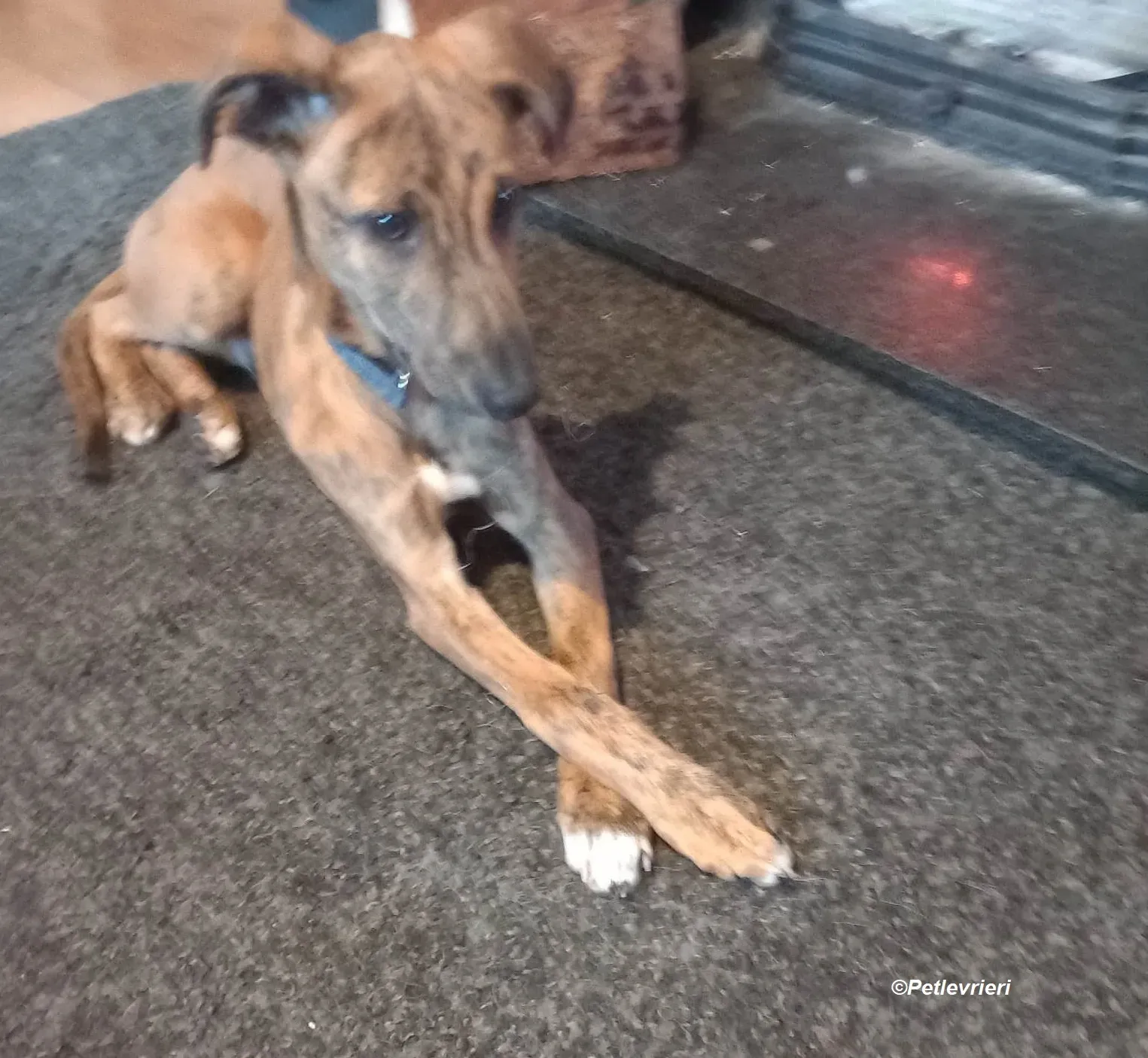 Mikey adozione levrieri greyhound 20