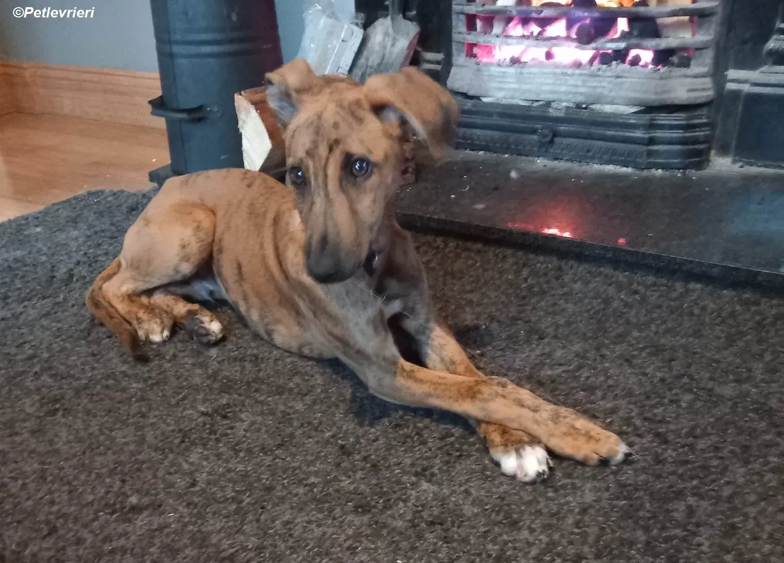 Mikey adozione levrieri greyhound 21