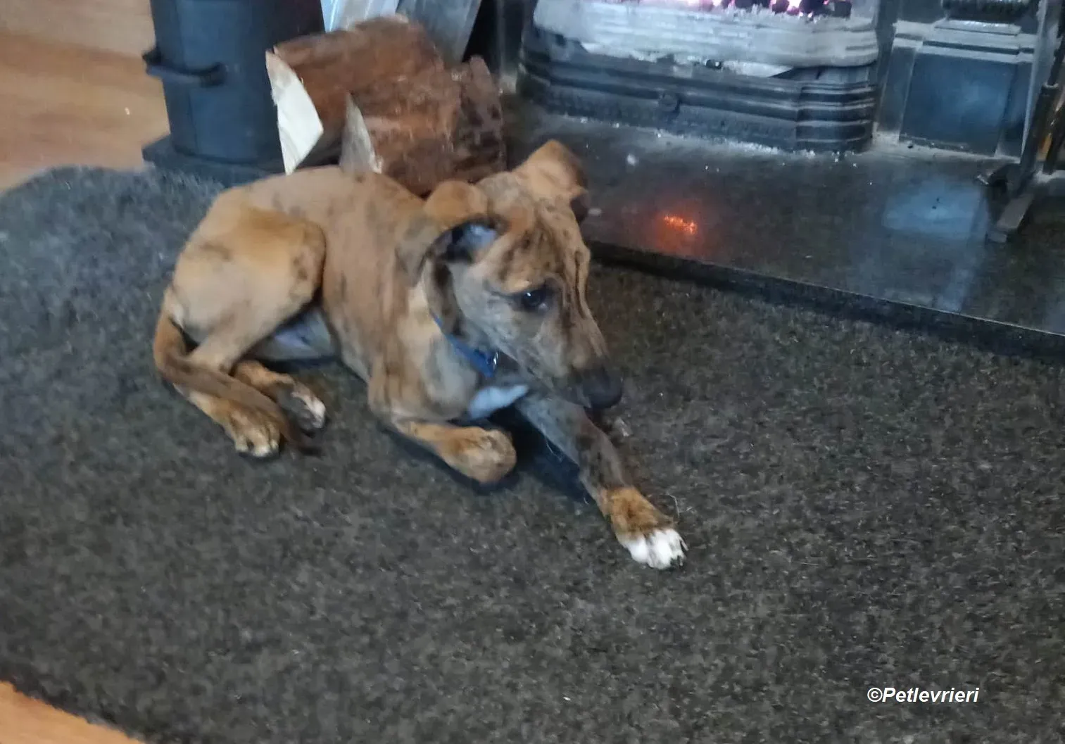 Mikey adozione levrieri greyhound 22