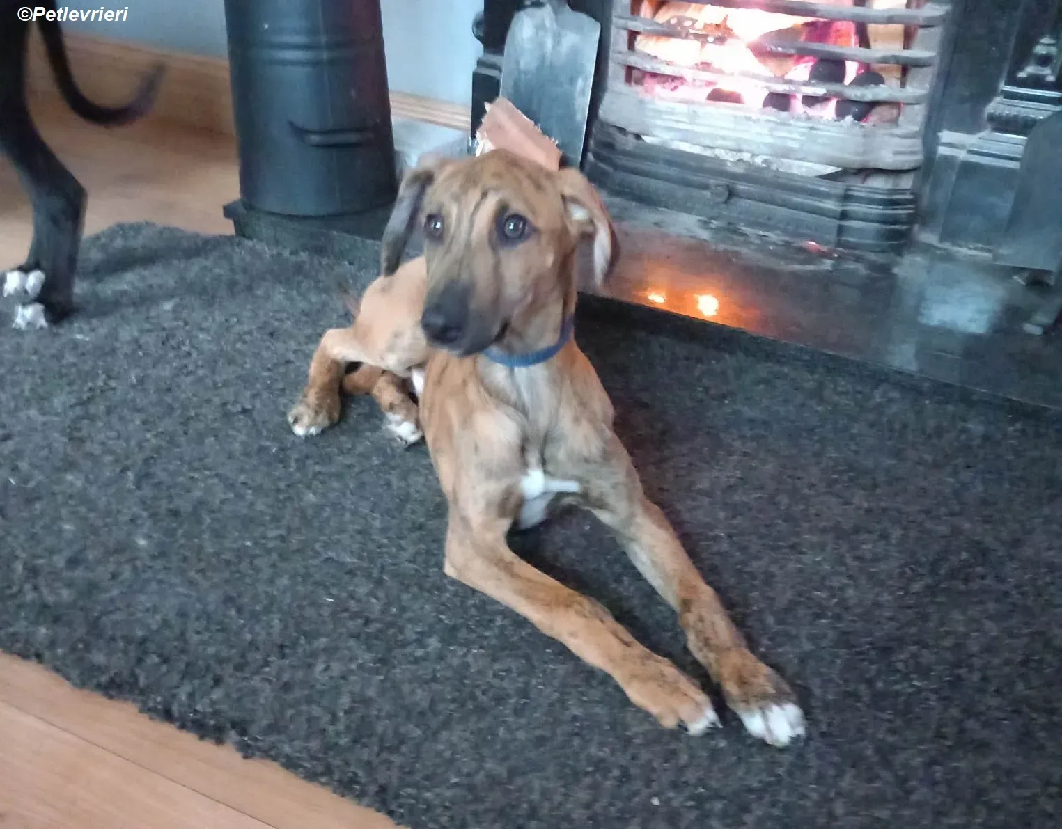 Mikey adozione levrieri greyhound 23