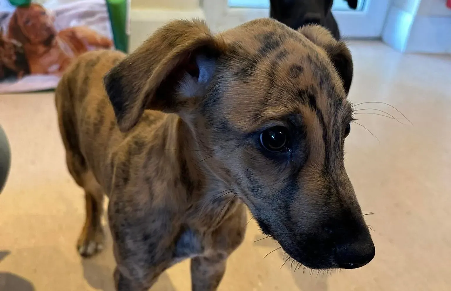 Mikey adozione levrieri greyhound 3 e1676578360852