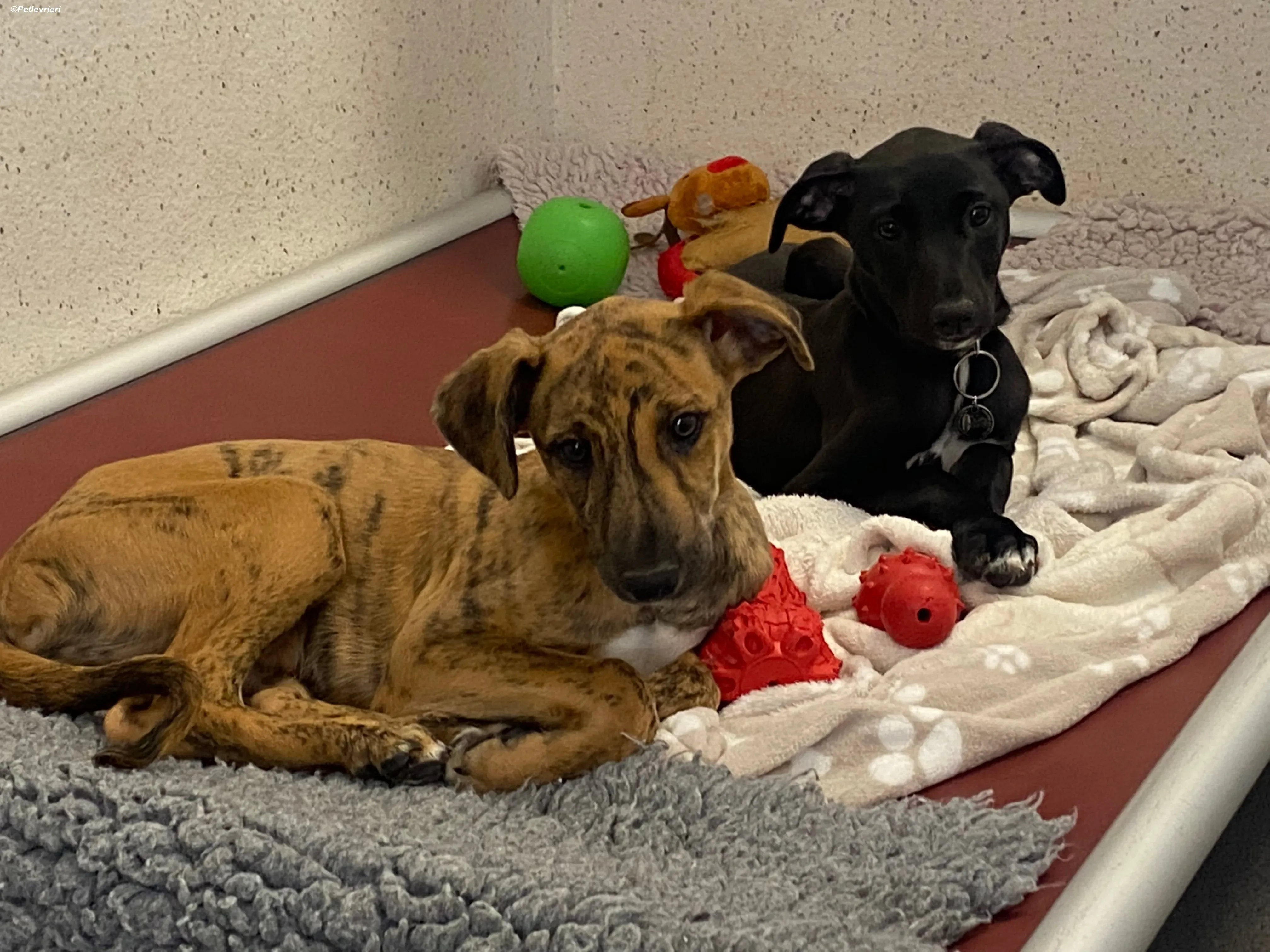 Mikey adozione levrieri greyhound 8