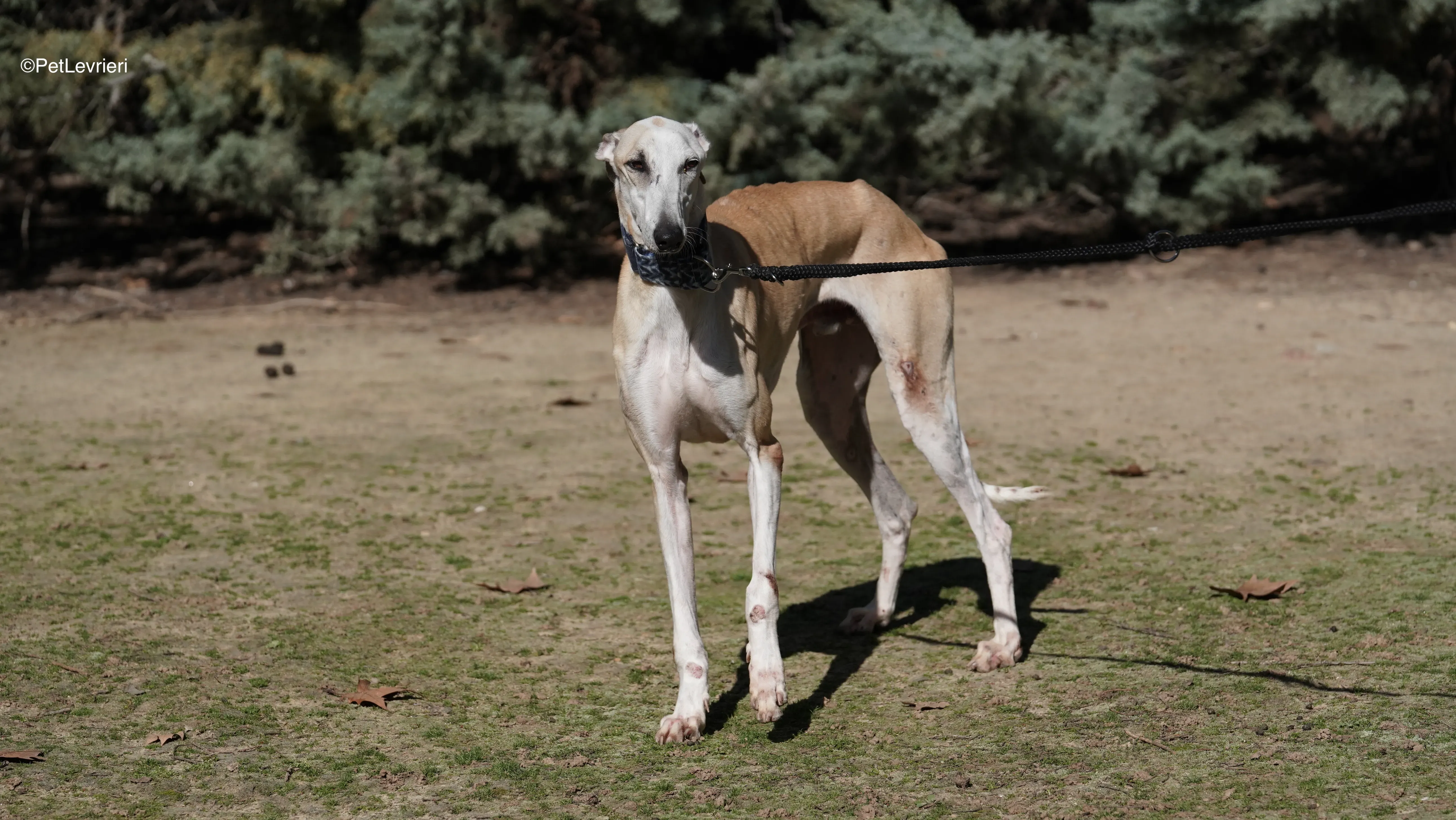 Miki adozione galgo pet levrieri 1 1