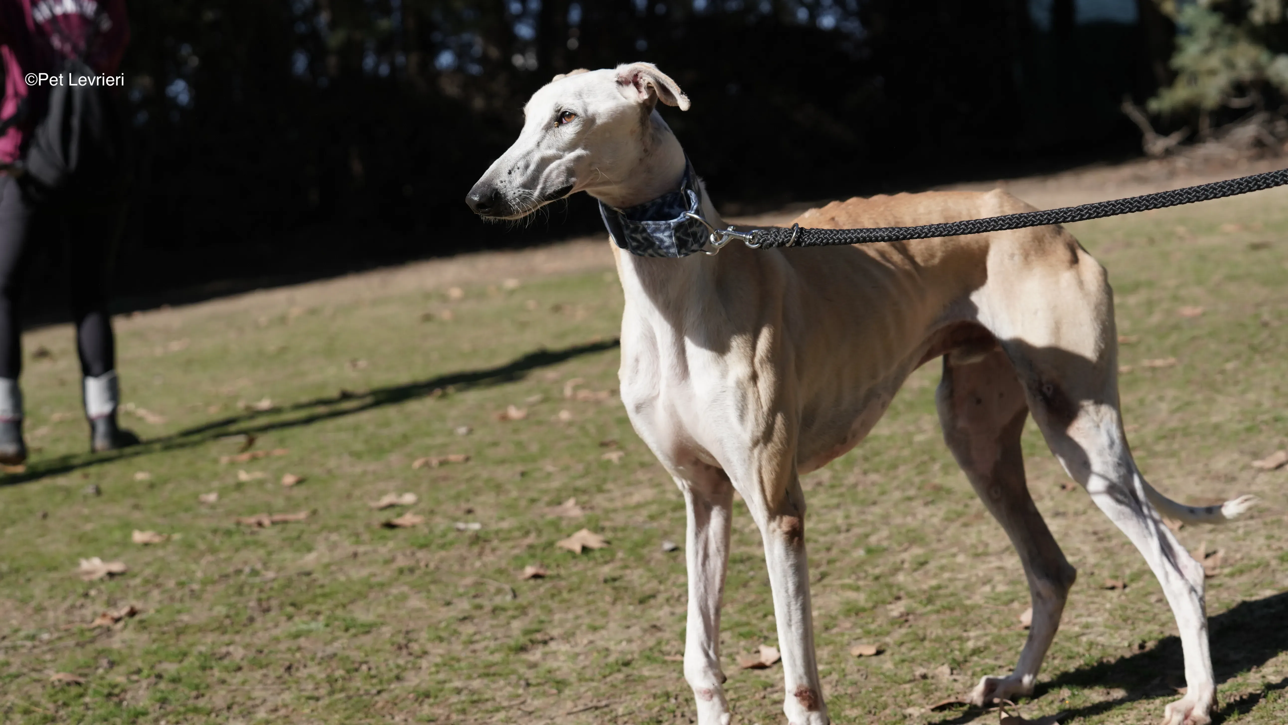 Miki adozione galgo pet levrieri 10
