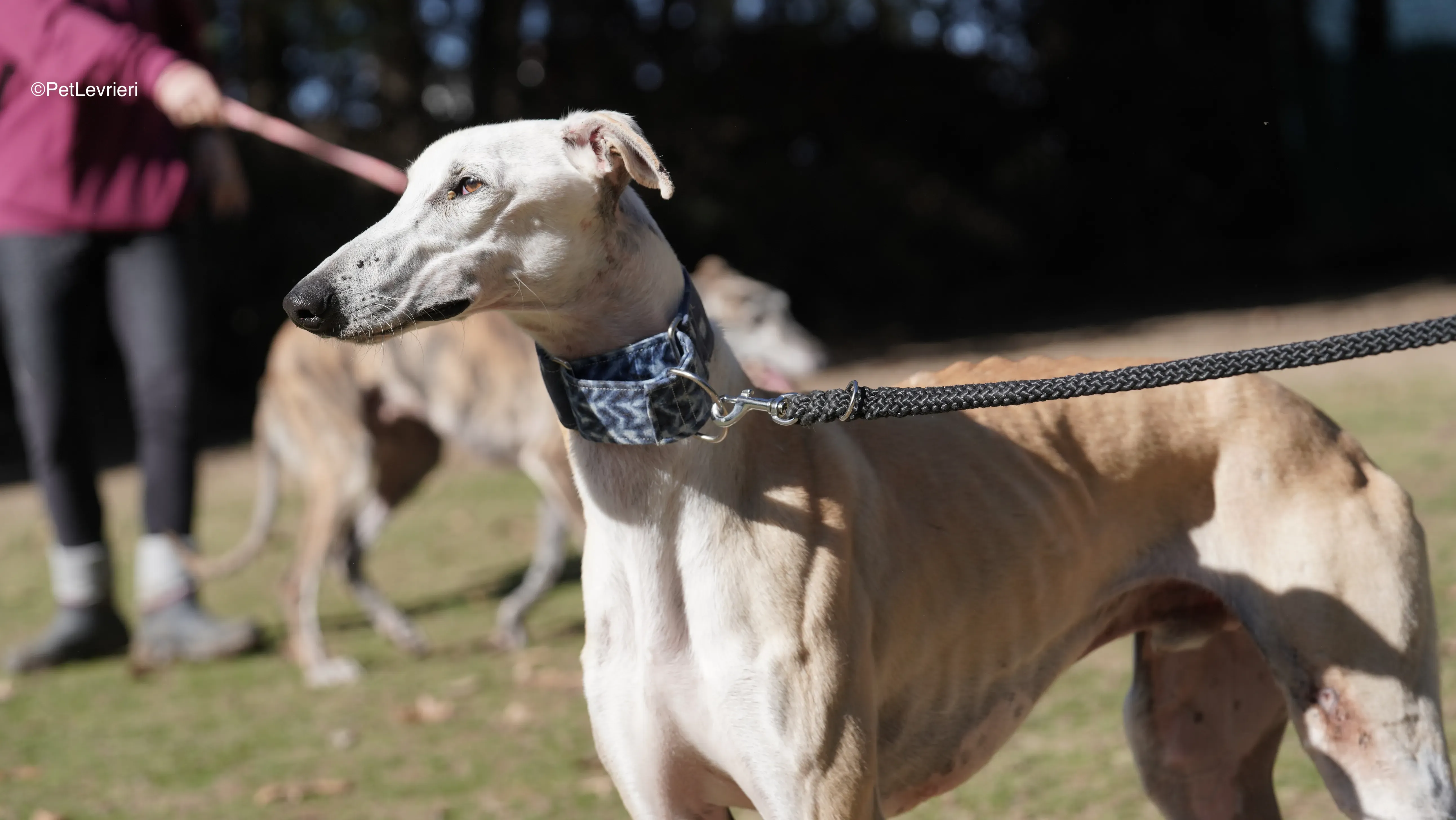 Miki adozione galgo pet levrieri 11