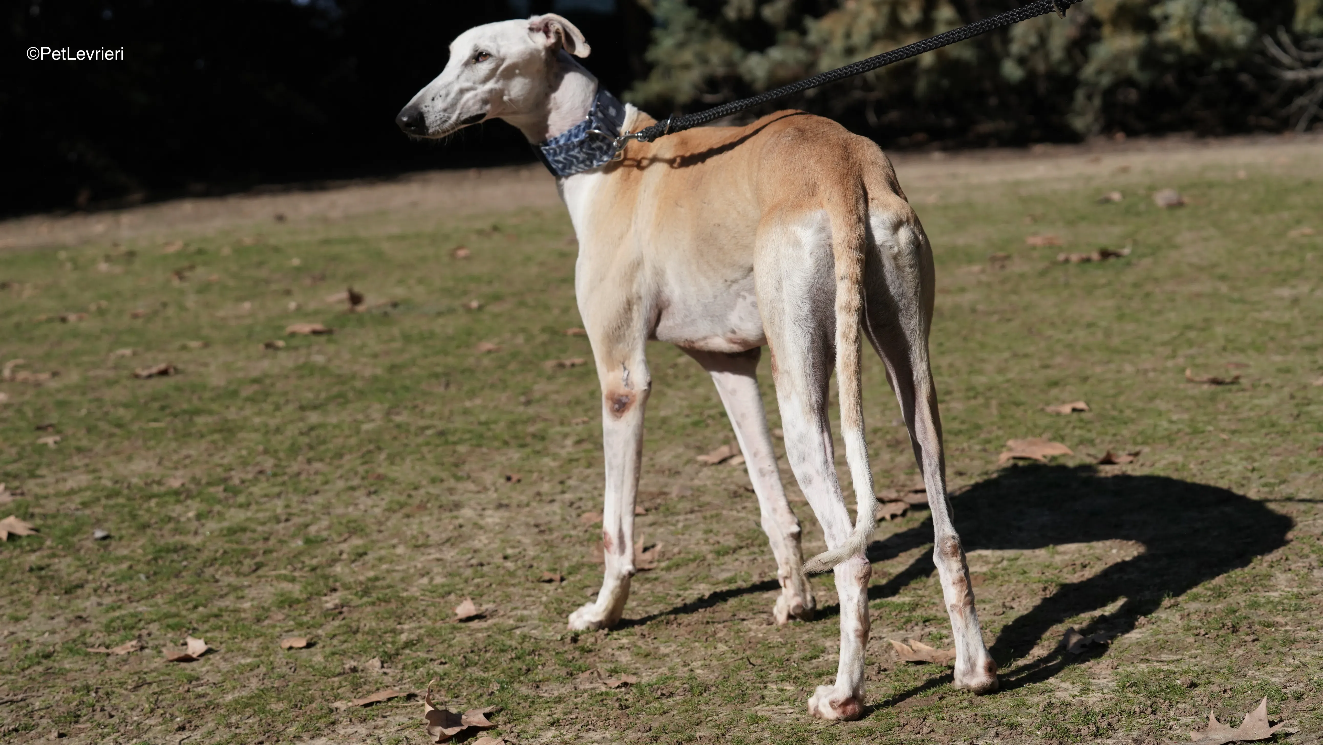 Miki adozione galgo pet levrieri 12