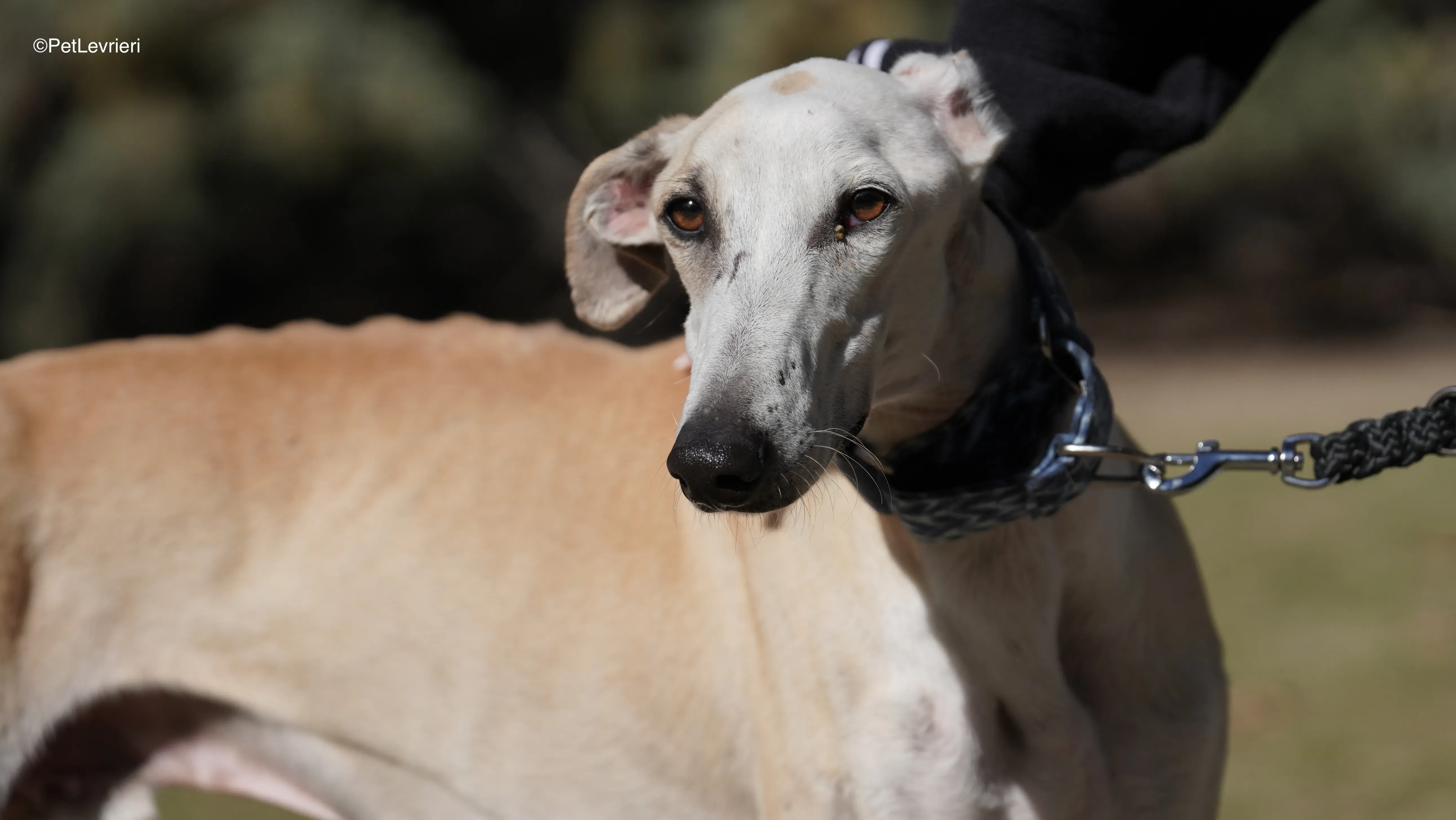 Miki adozione galgo pet levrieri 13