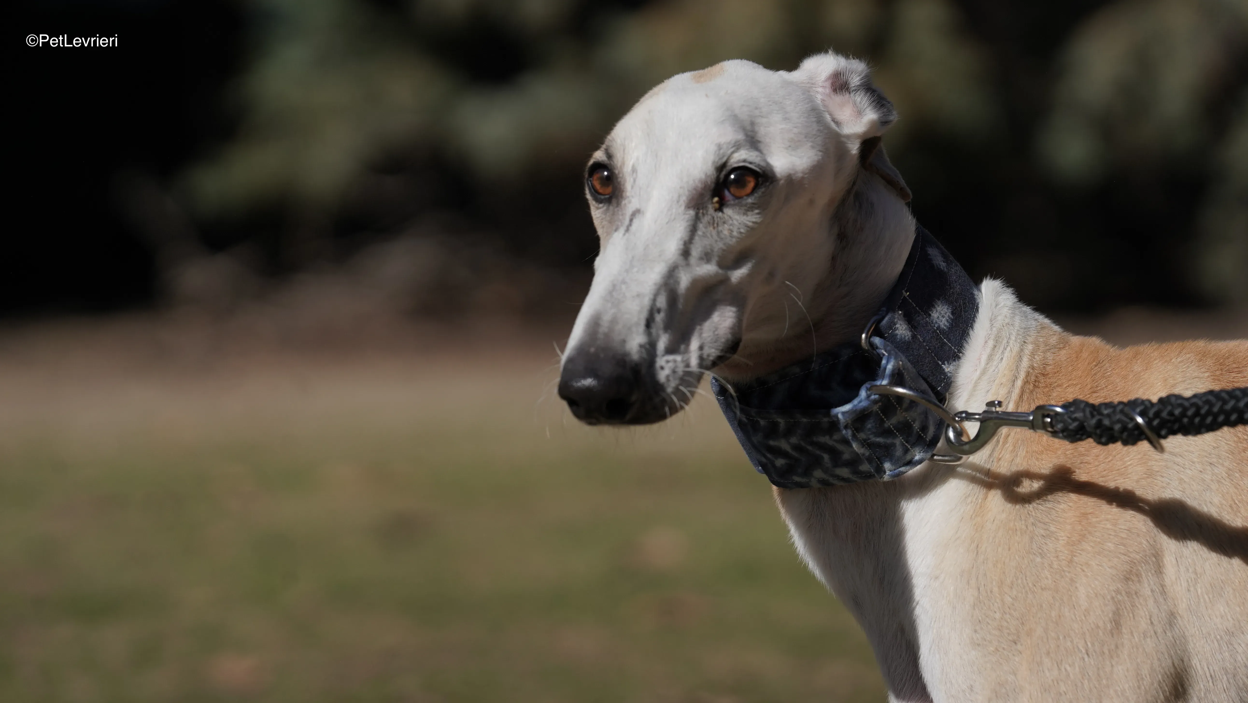 Miki adozione galgo pet levrieri 14