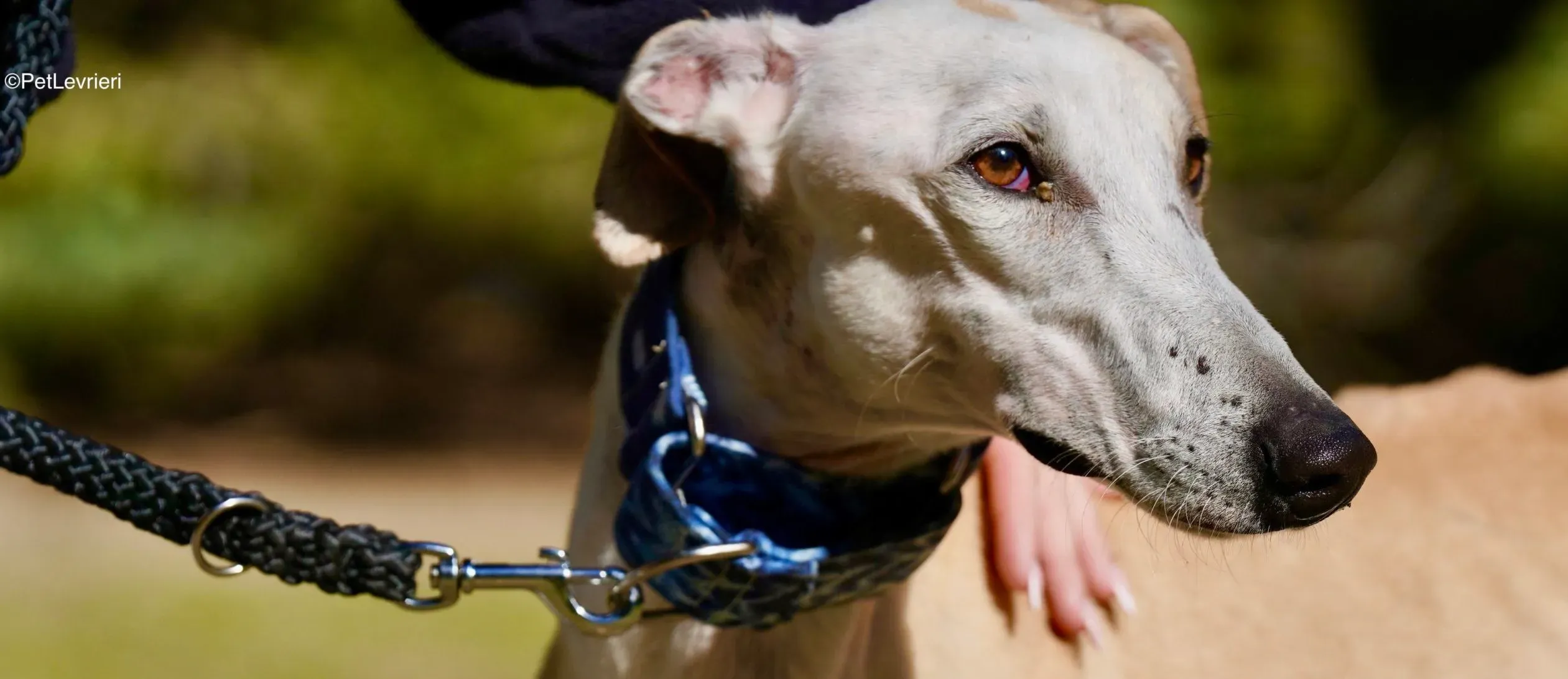 Miki adozione galgo pet levrieri 15 scaled e1710756701265