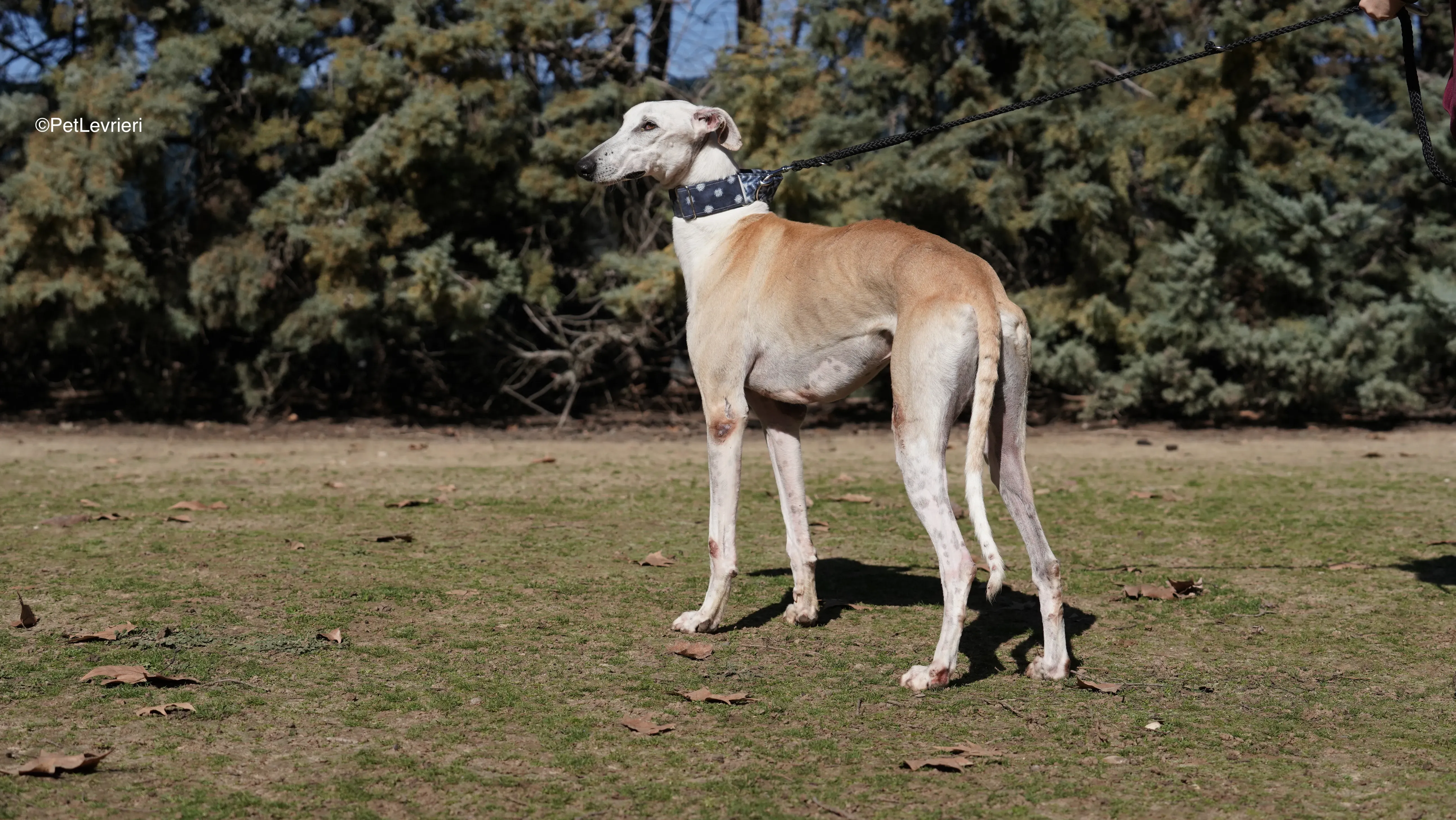 Miki adozione galgo pet levrieri 2 1