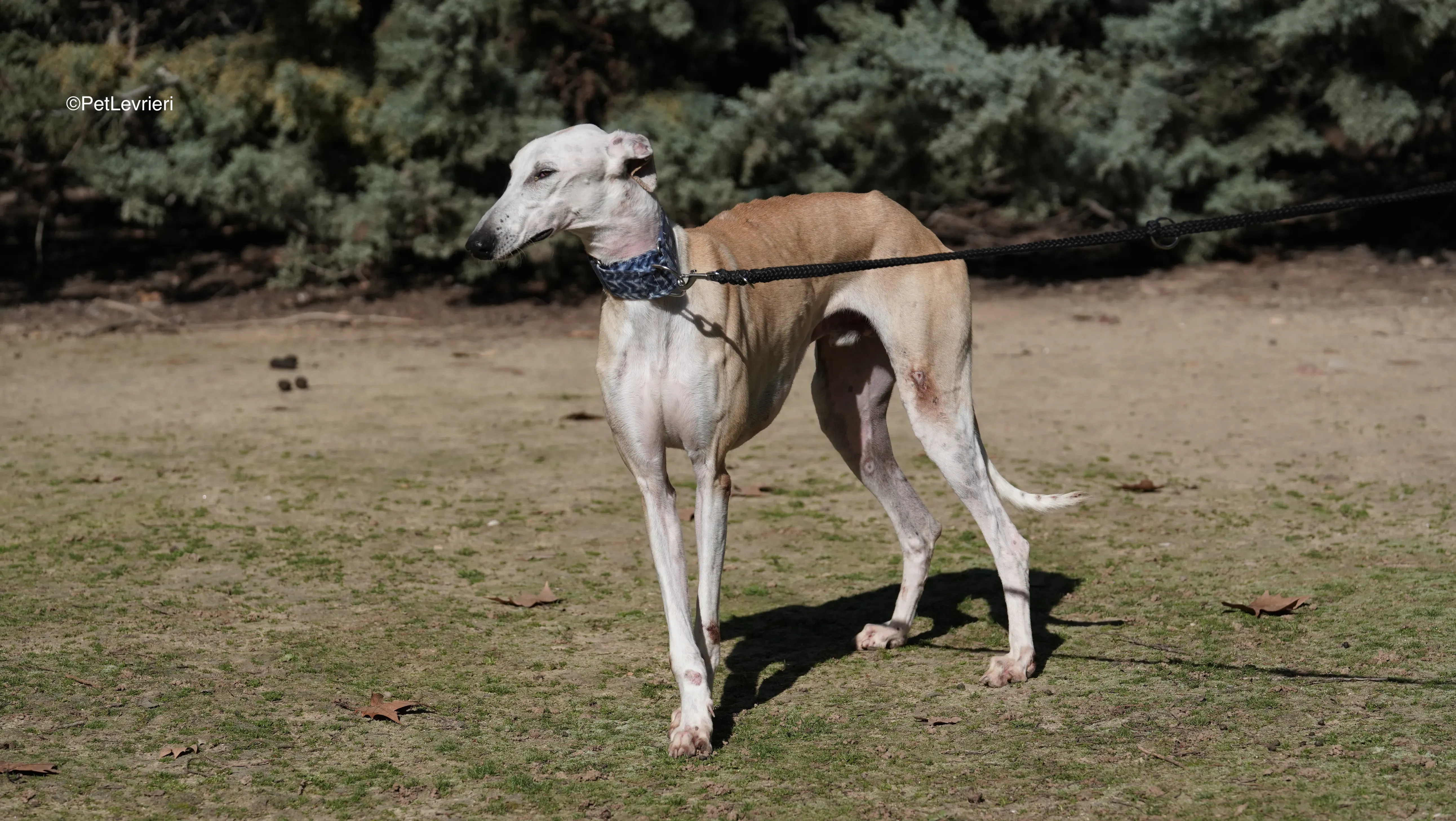 Miki adozione galgo pet levrieri 3 1