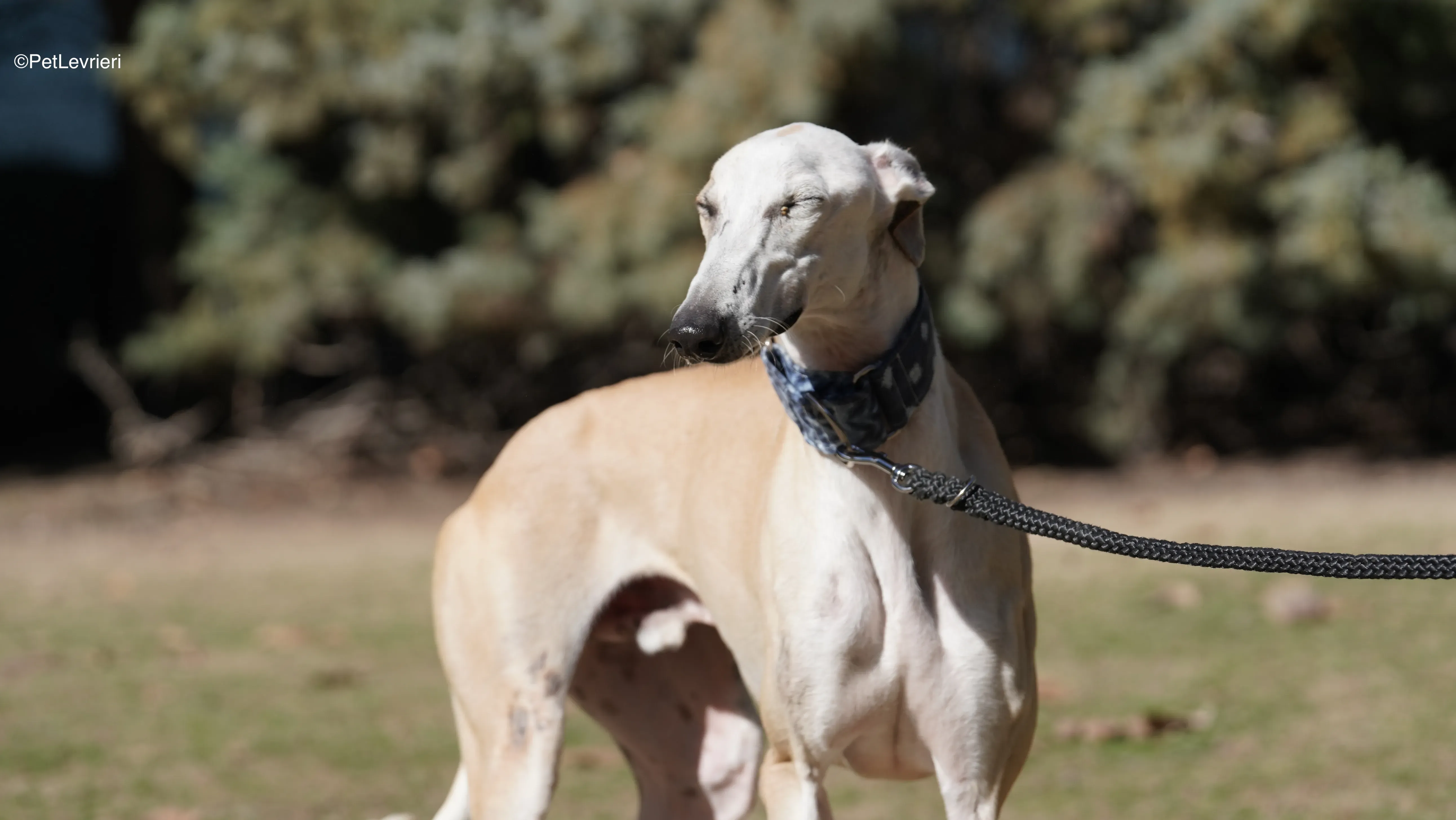 Miki adozione galgo pet levrieri 4 1