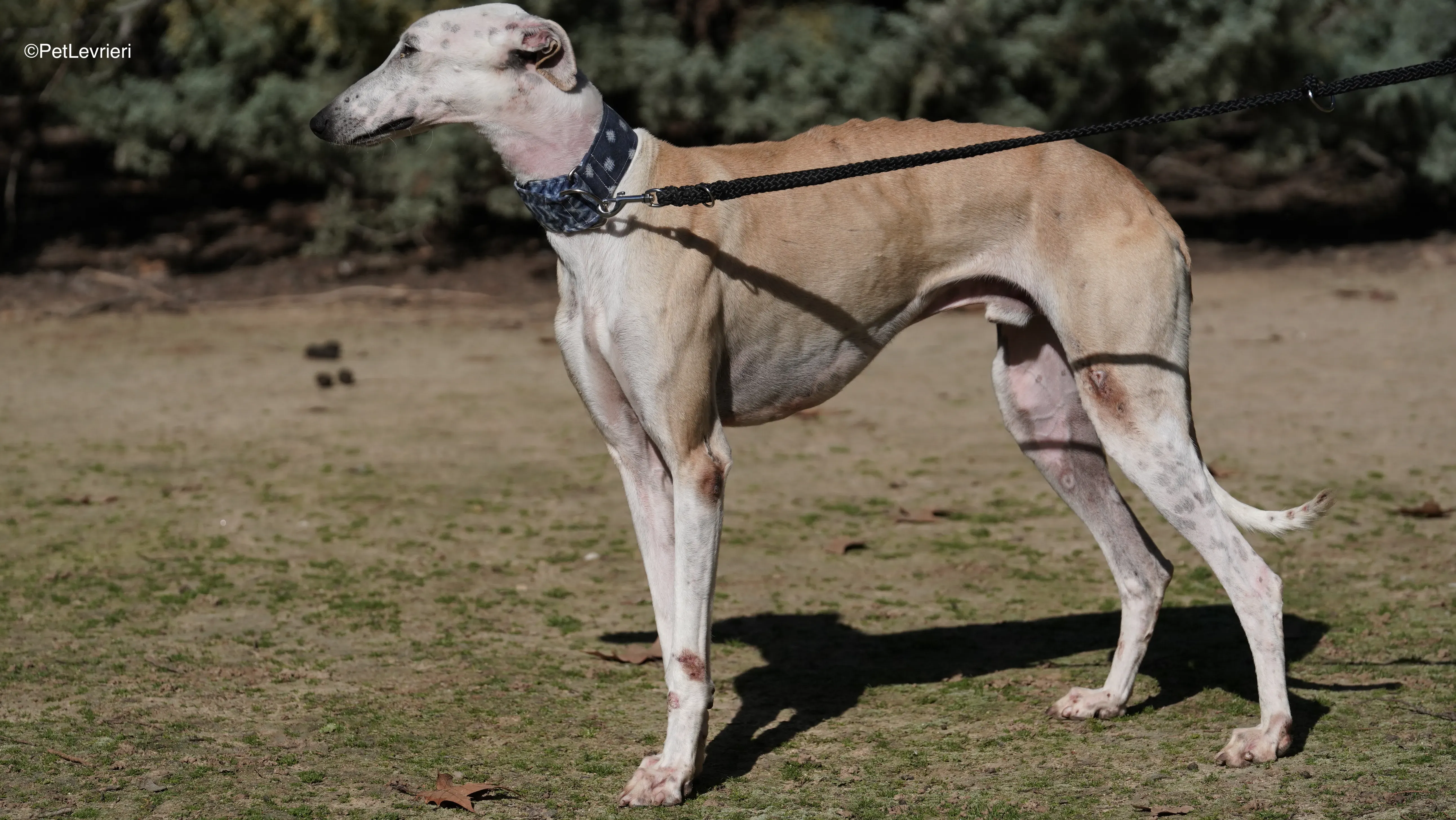 Miki adozione galgo pet levrieri 5