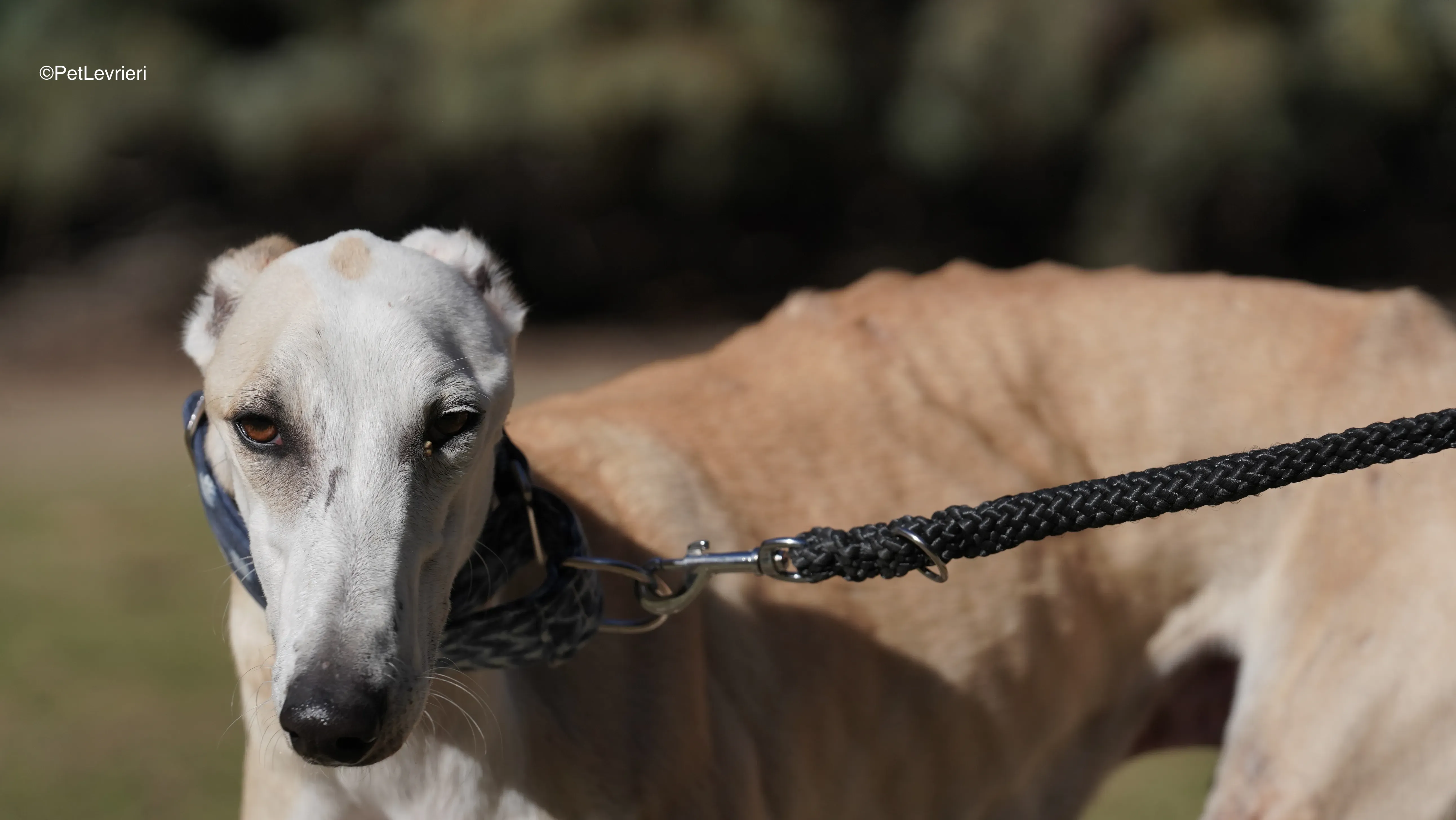 Miki adozione galgo pet levrieri 6